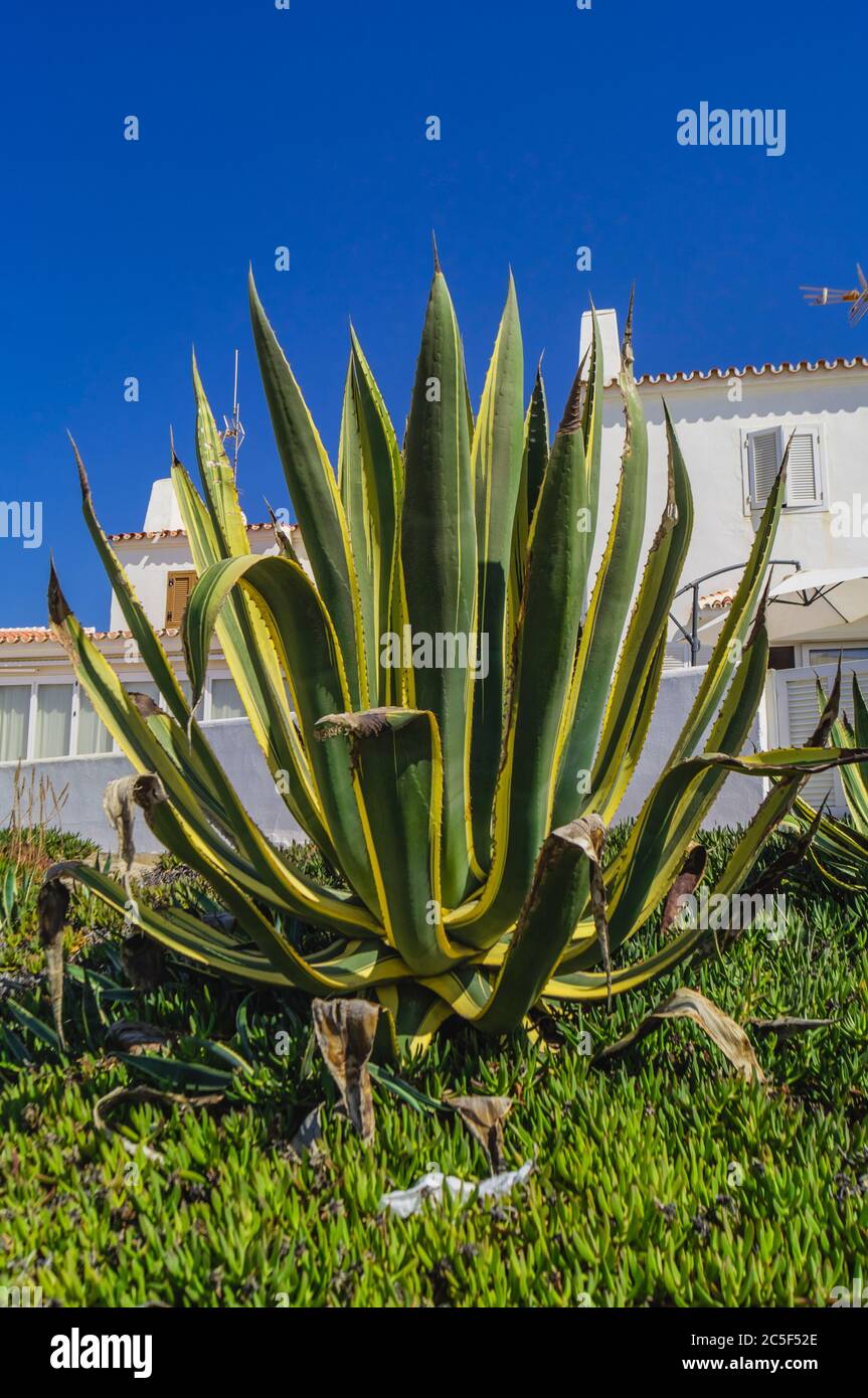 Agave americana mit trockenen Blattspitzen im späten Haus mit einem Haus Stockfoto