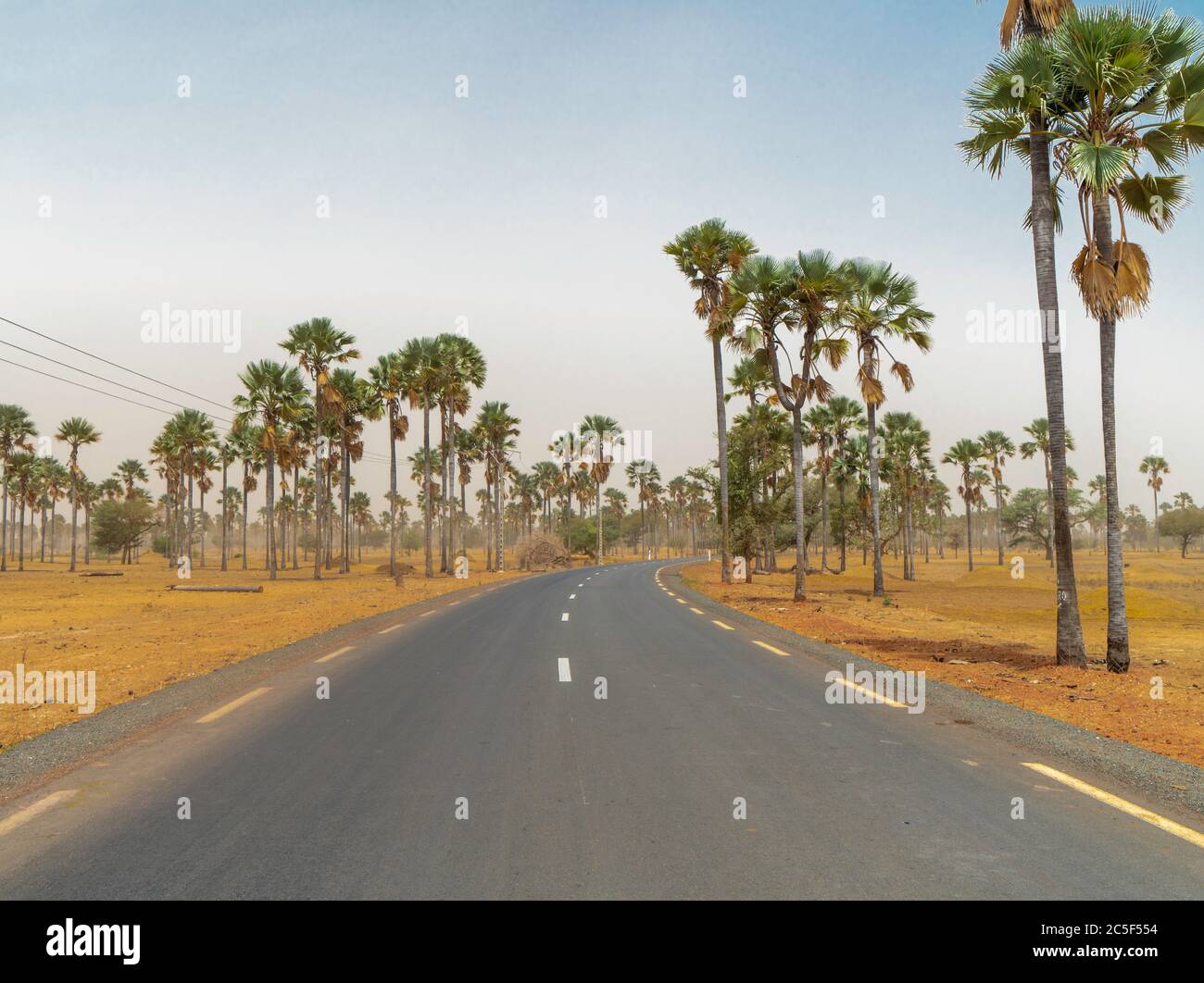 Asphaltierte Landstraße führt durch den ländlichen Senegal mit Palmen, Senegal, Afrika. Stockfoto