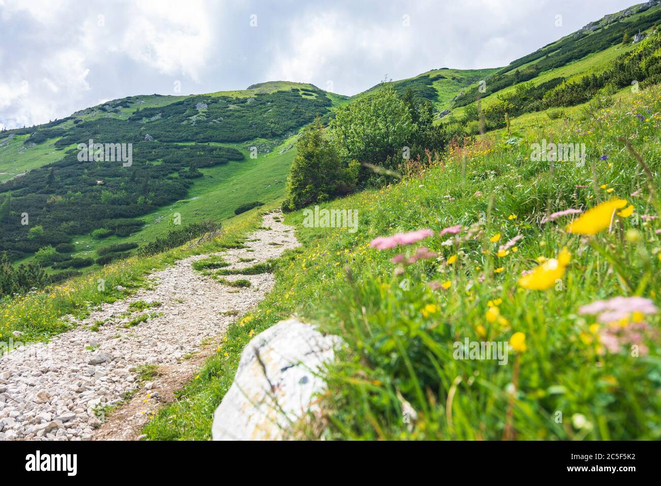 Sankt Barbara im Mürztal: Berg hohe Veitsch (Veitschalpe), Blumen in Hochsteiermark, Steiermark, Österreich Stockfoto