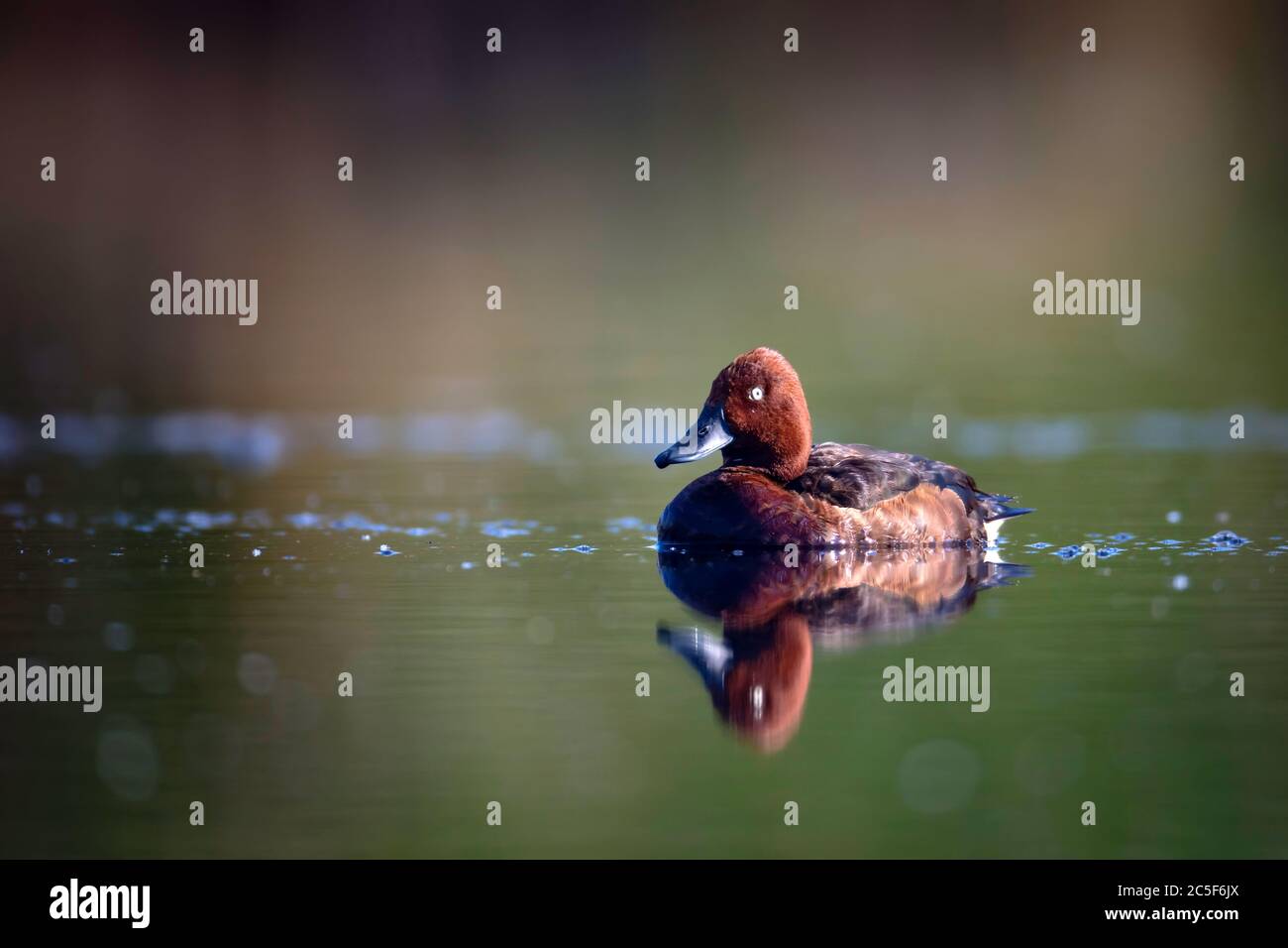 Schwimmende Ente. Grüner See Hintergrund. Vogel: Eisenhaltige Ente. Aythya nyroca. Stockfoto