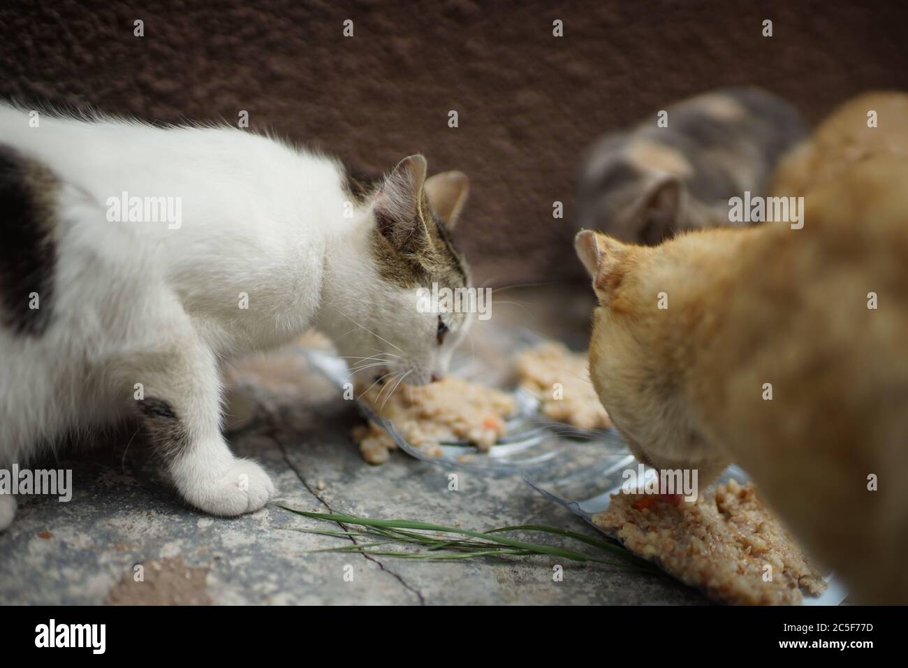 Niedliche Katzen essen Brei aus Plastikschüsseln. Stockfoto