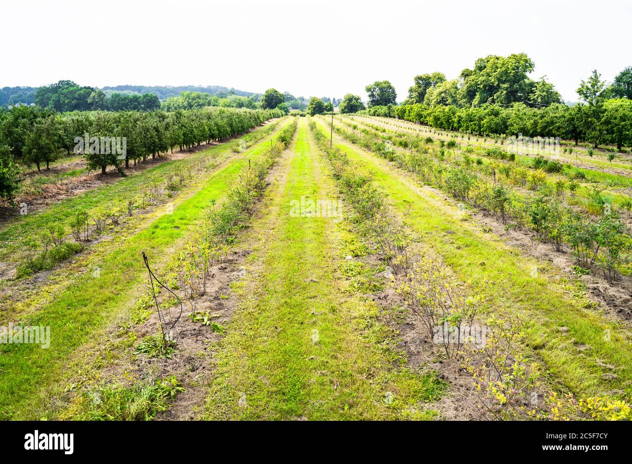 Landschaft Monokultur Stachelbeere Pflanzenfeld Wachstum Farm Stockfoto