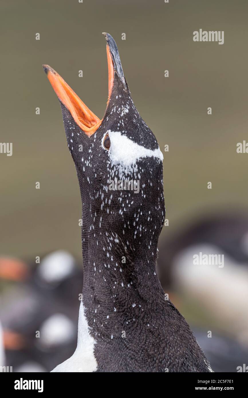 Gentoo Penguin Stockfoto