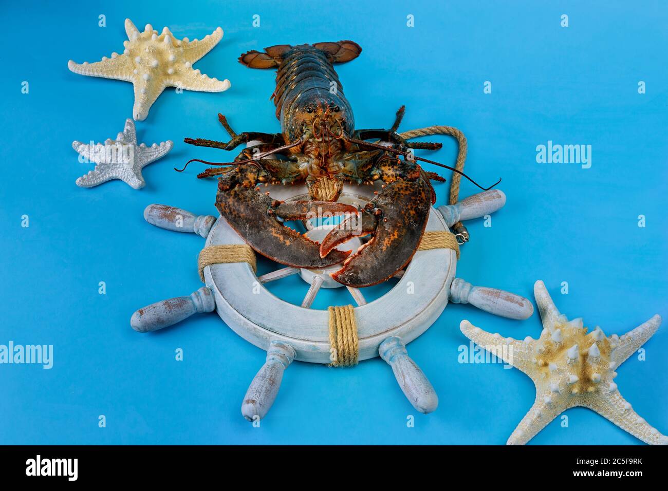 Lebender Hummer auf Rettungsring mit Seesternen auf blauem Hintergrund. Stockfoto