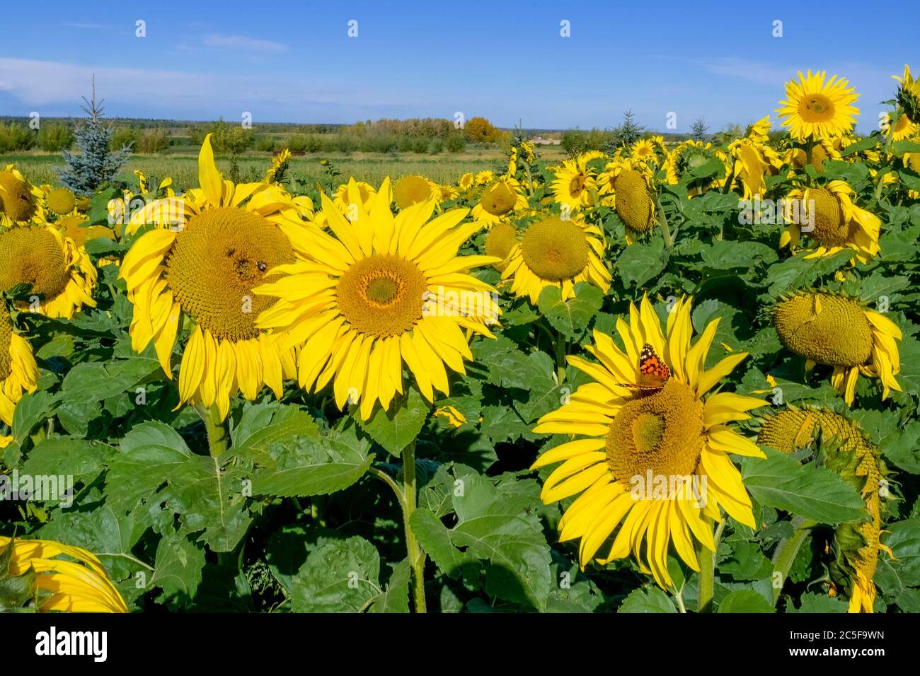 Sonnenblumenfeld, Stockfoto