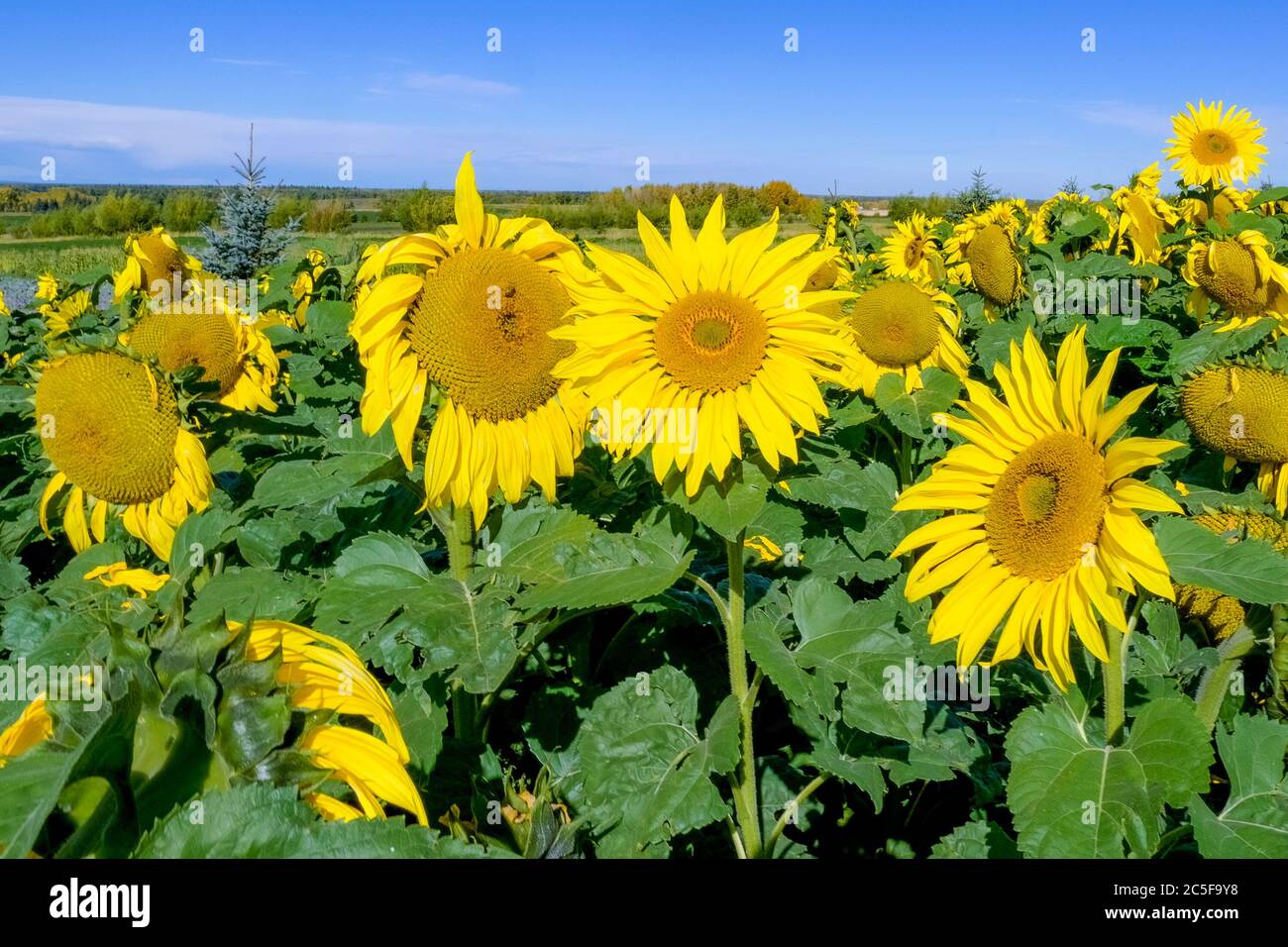 Sonnenblumenfeld, Stockfoto