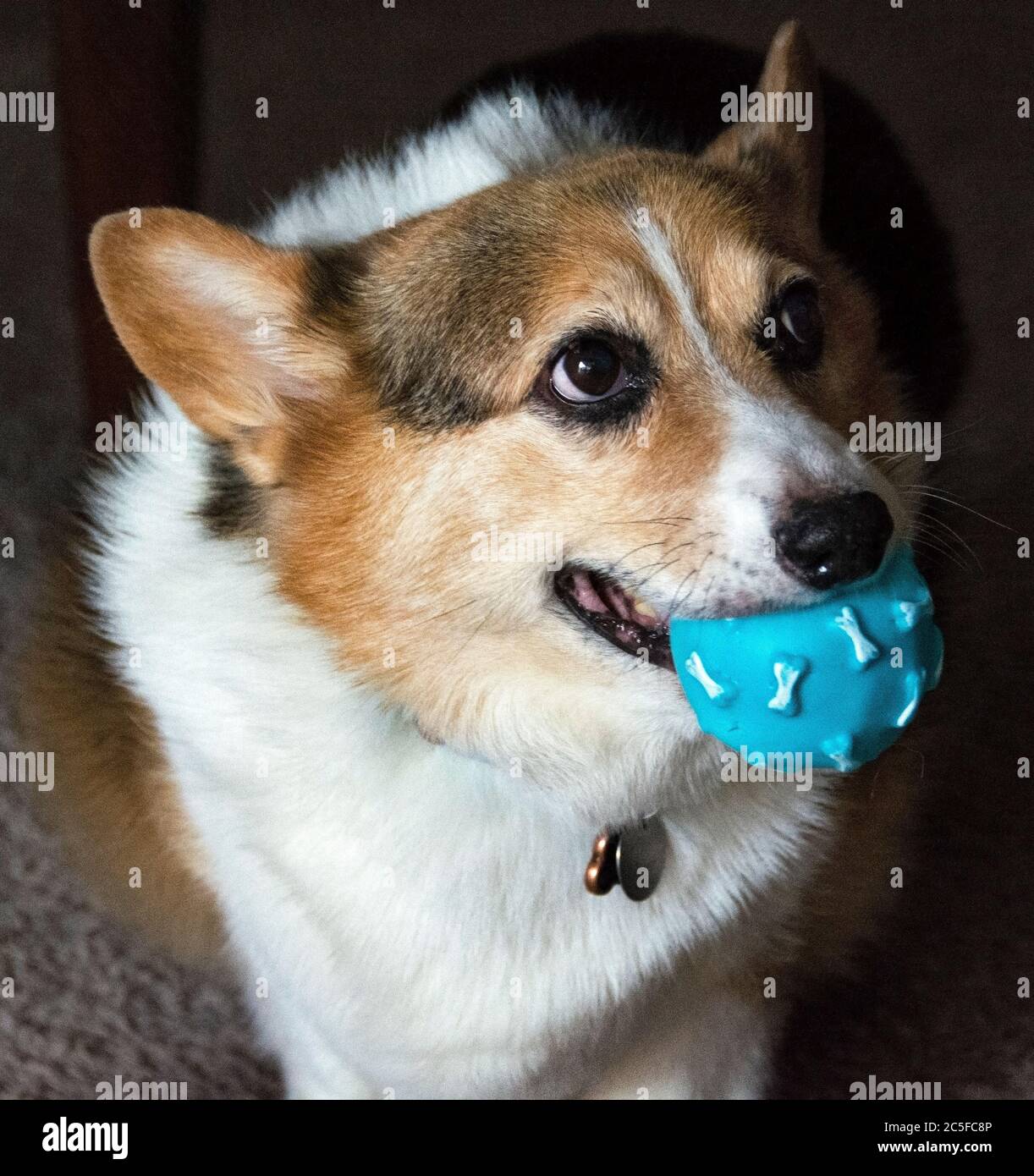 Verspielter Corgi mit blauem quietschenden Ball im Mund. Stockfoto