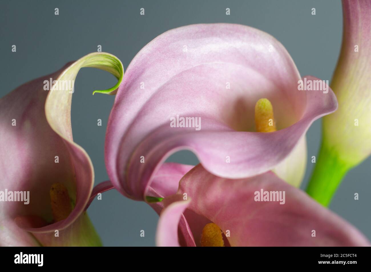 Nahaufnahme Bouquet von rosa Calla Lilien auf grauem Hintergrund, Gruß oder Geschenk-Konzept, selektive Fokus Stockfoto
