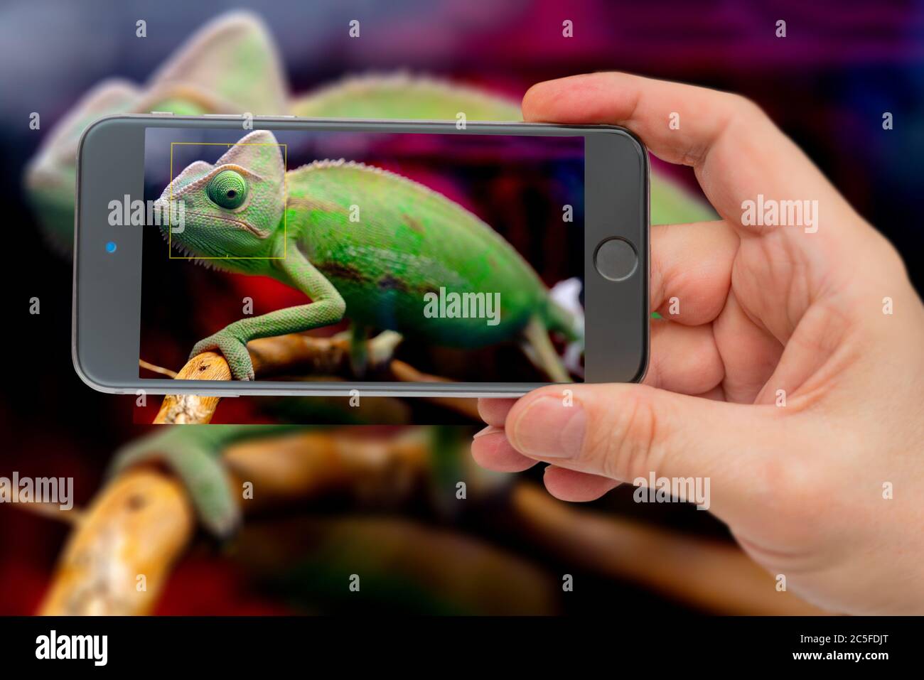 Grünes Chamäleon auf dem Ast. Foto-Smartphone. Smartphone in der Hand. Haustier auf Monitor. Stockfoto