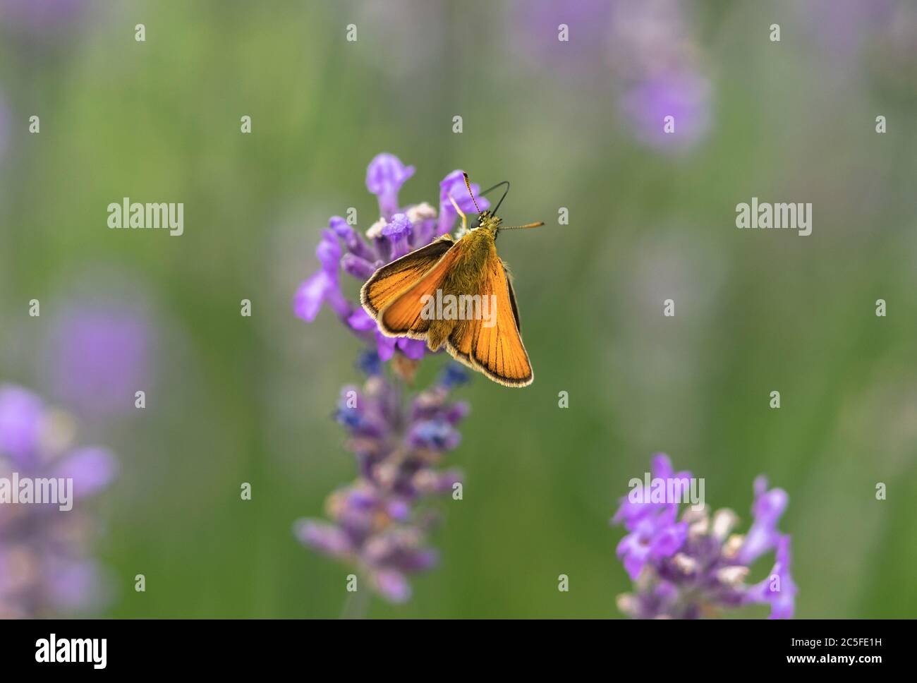 Weibliche Essex Skipper Schmetterling (Thymelicus lineola) auf einer lila Lavendel (Lavandula) Pflanze im Juli im Sommer, Südengland, Großbritannien Stockfoto