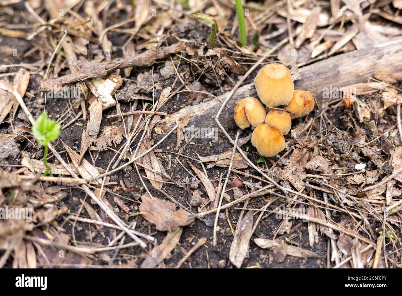 Gelbe, nicht essbare Pilze wachsen aus dem Stamm eines gefallenen Baumes. Stockfoto