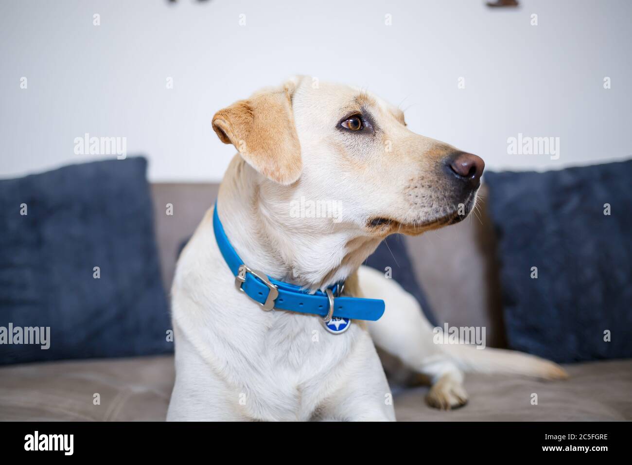 Porträt eines 18 Monate alten weißen Labrador Retriever auf einem grauen Textil-Sofa liegend. Ein fröhlicher und lustiger Hund liegt zu Hause. Schließen, Platz kopieren. Stockfoto