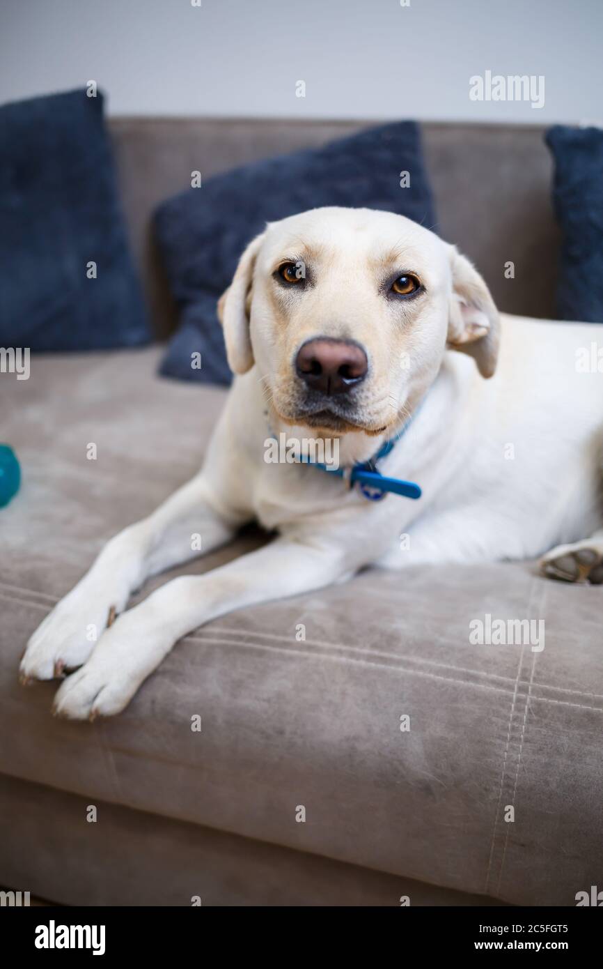 Portrait eines großen Hund der Rasse Labrador von hellen Mantel der Farbe, liegt auf einem Sofa in der Wohnung, Haustiere Stockfoto