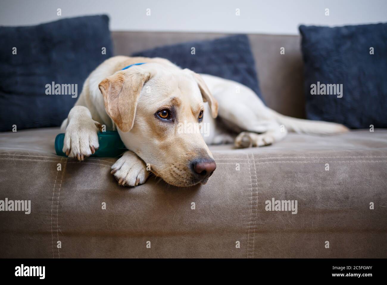 Ein großer gelber Labrador Hund fühlt sich wohl und ruht in einem Stuhl. Der blasse Hund saß und lächelte, das Tier im Haus, Stockfoto