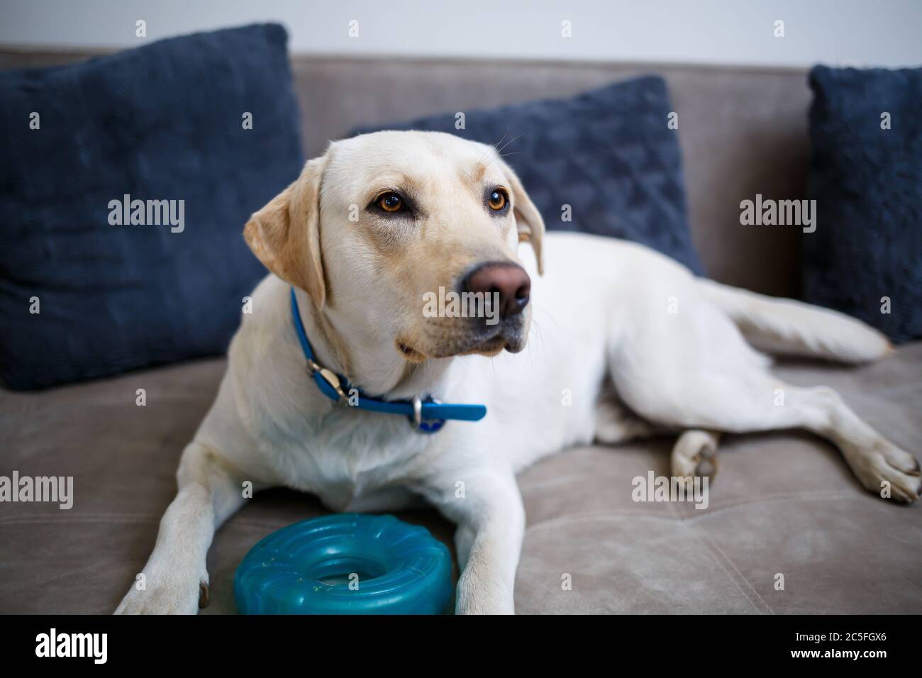 Ein großer gelber Labrador Hund fühlt sich wohl und ruht in einem Stuhl. Der blasse Hund saß und lächelte, das Tier im Haus, Stockfoto