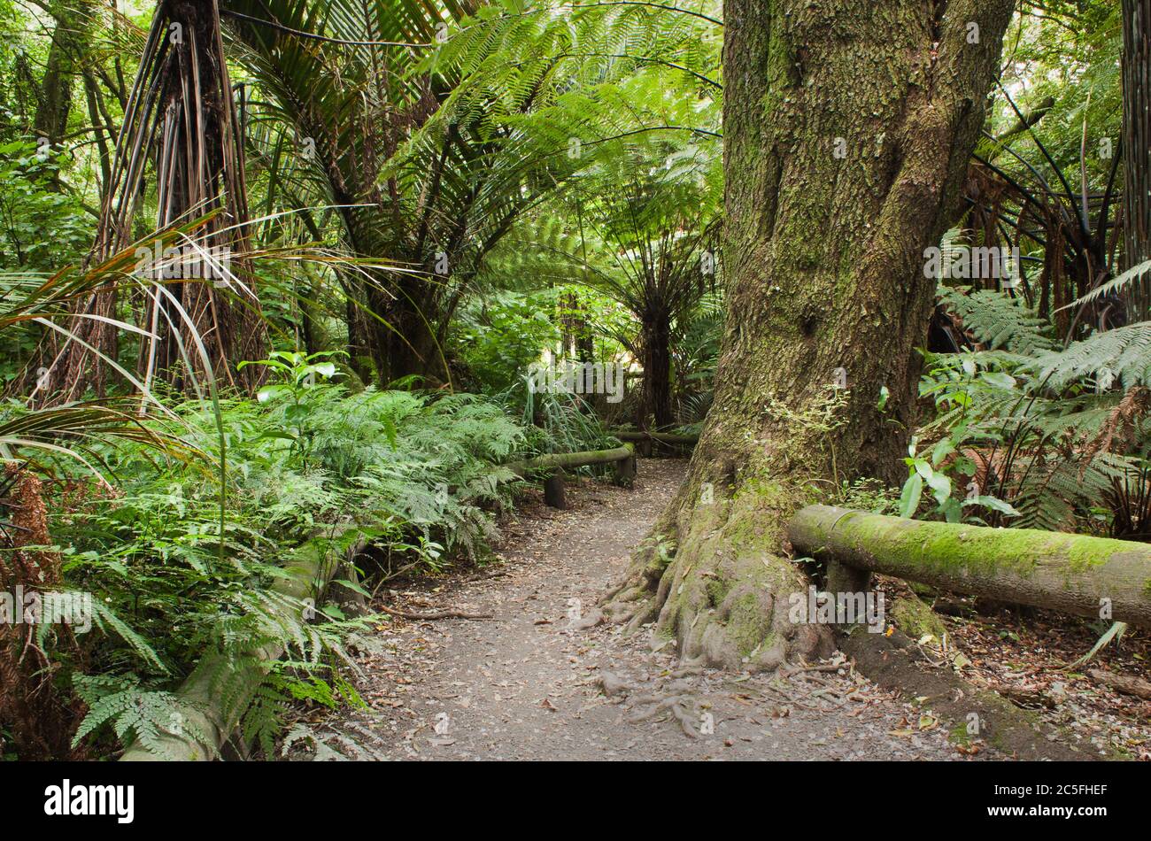 Gehweg durch ein bewaldeter Bereich, Victoria Esplanade Palmerston North Stockfoto