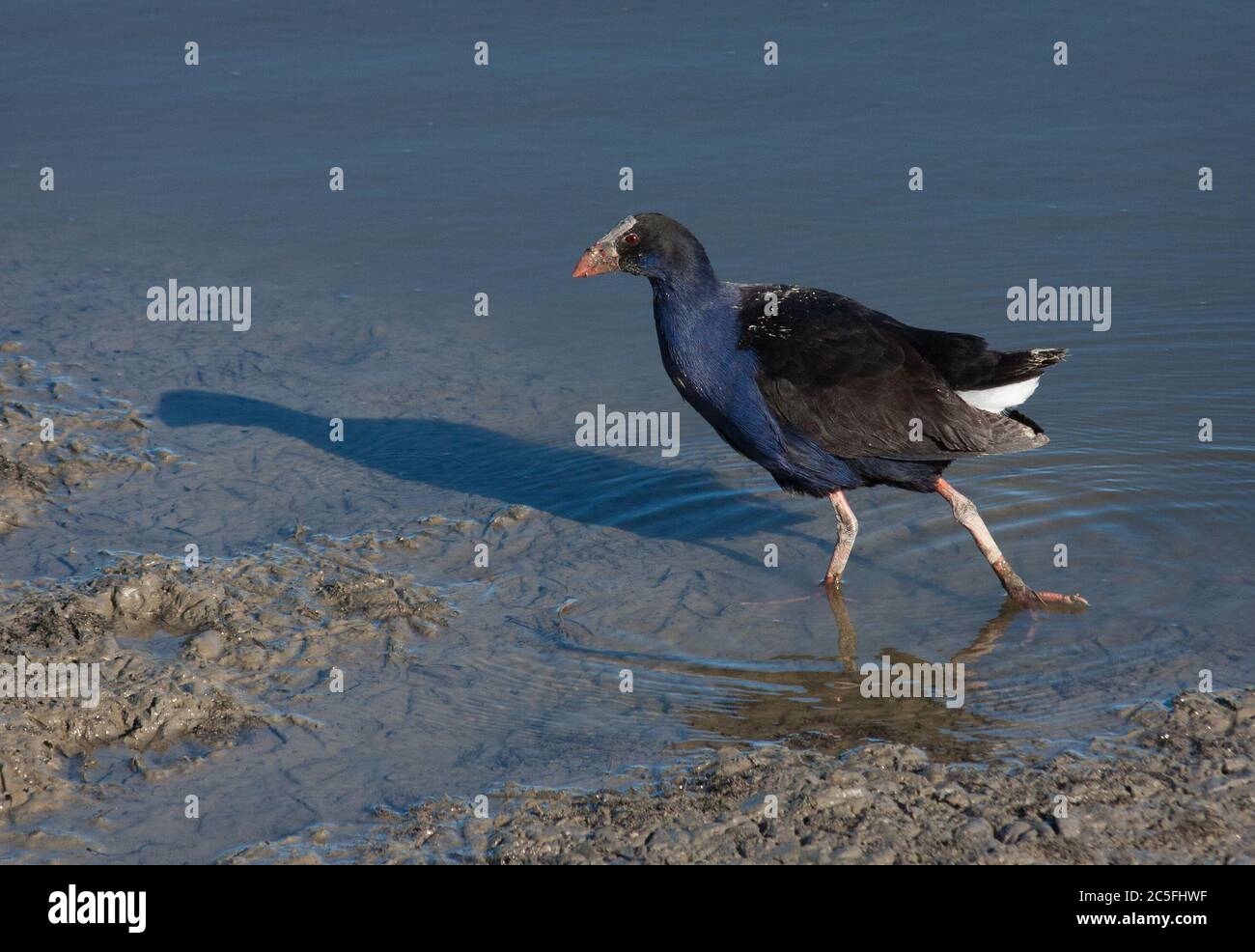 Pukeko Vogelspaziergängen am Foxton Beach Estuary Stockfoto