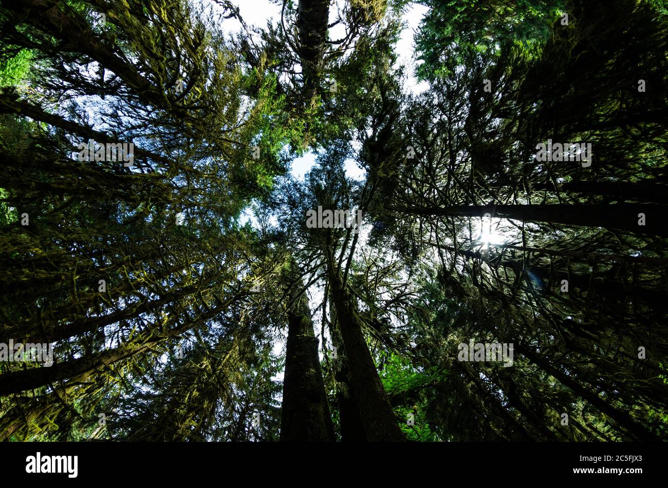 Blick vom Weg in die Halle von Mosses. Hoh National Rainforest, WA. Stockfoto