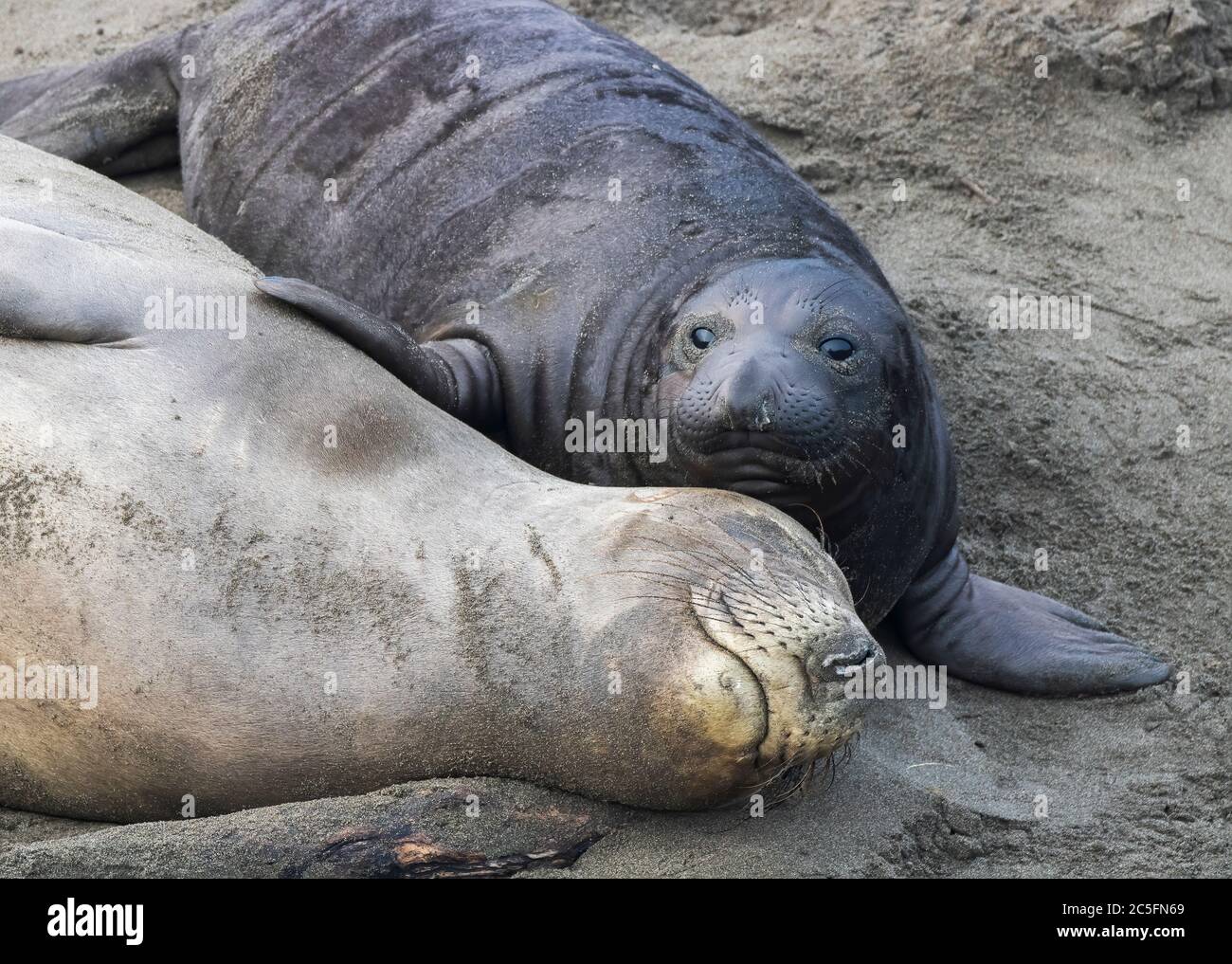 Liebenswert süßen Moment zwischen nördlichen Elefanten Robbe Welpen mit Flosse auf Mutter, die schläft lächelnd auf dem Sand. Nahaufnahme am Strand in C Stockfoto