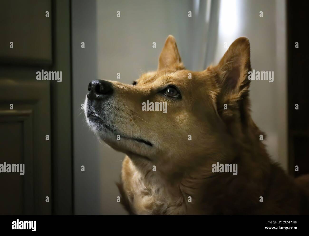 Schöner Hund mit braunen Augen und dickem Fell blickt in Nahaufnahme Profilbild nach oben. Stockfoto Schöner Hund mit braunen Augen und dickem Fell blickt in Nahaufnahme Profilbild nach oben. Stockfoto