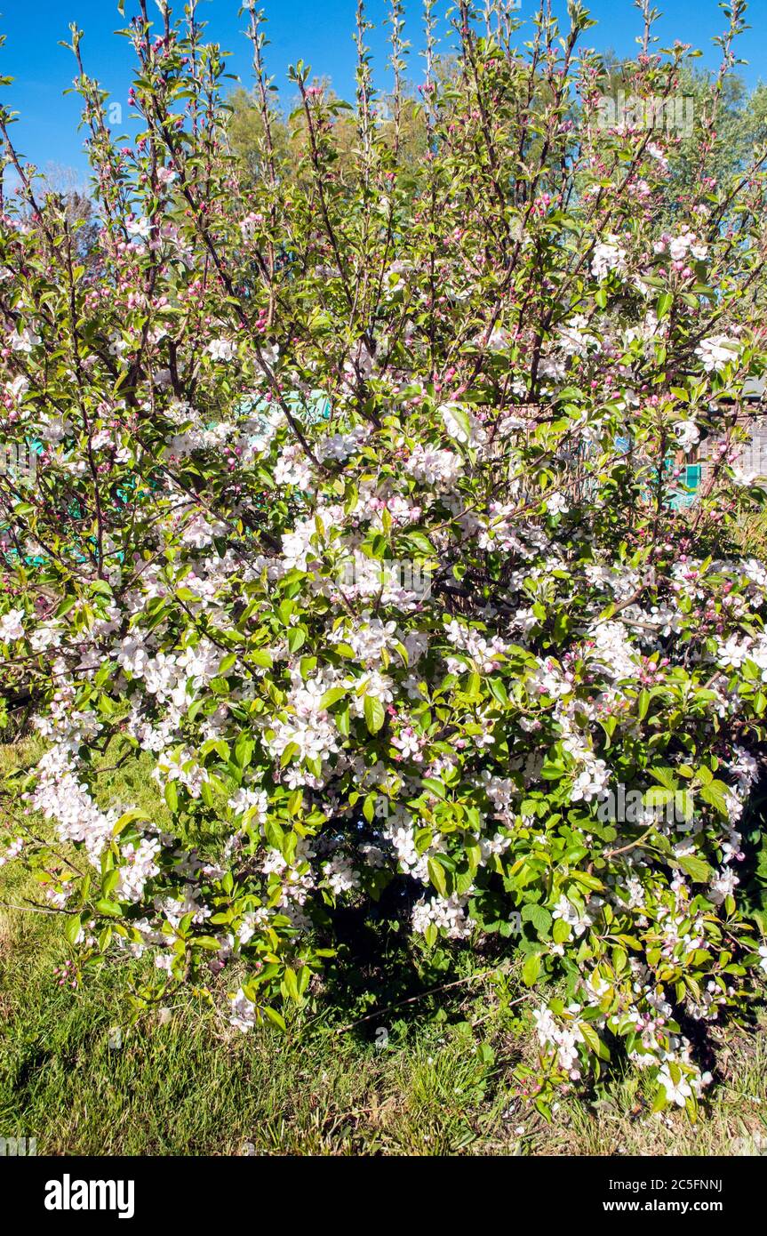Apfelblüten und Blütenknospen auf einem kleinen Apfelbaum.vor blauem Himmel an einem sonnigen Frühlingstag. Ein Laubbaum, der völlig winterhart ist. Stockfoto