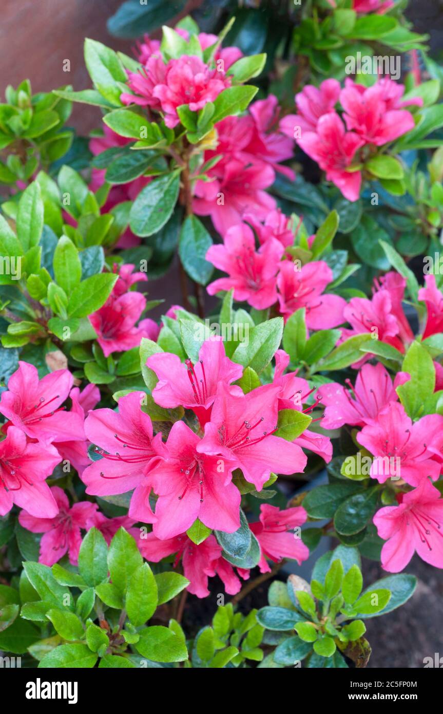 Rhododendron Azalea Geisha Rote Pflanze in Blüte im Frühjahr. Dies sind