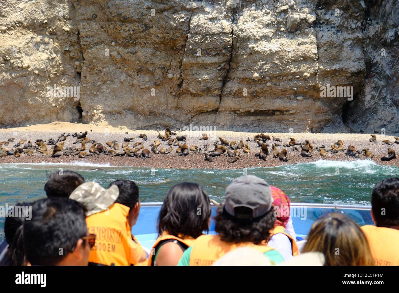 Peru Ballestas Inseln - Seelöwen Kolonien beobachten Tour Stockfoto