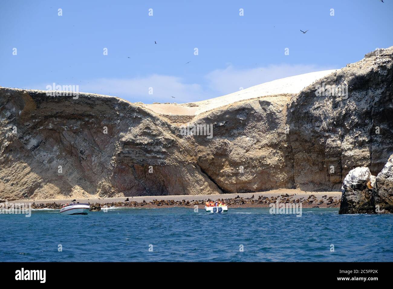 Peru Ballestas Inseln - Seelöwen Kolonien Stockfoto