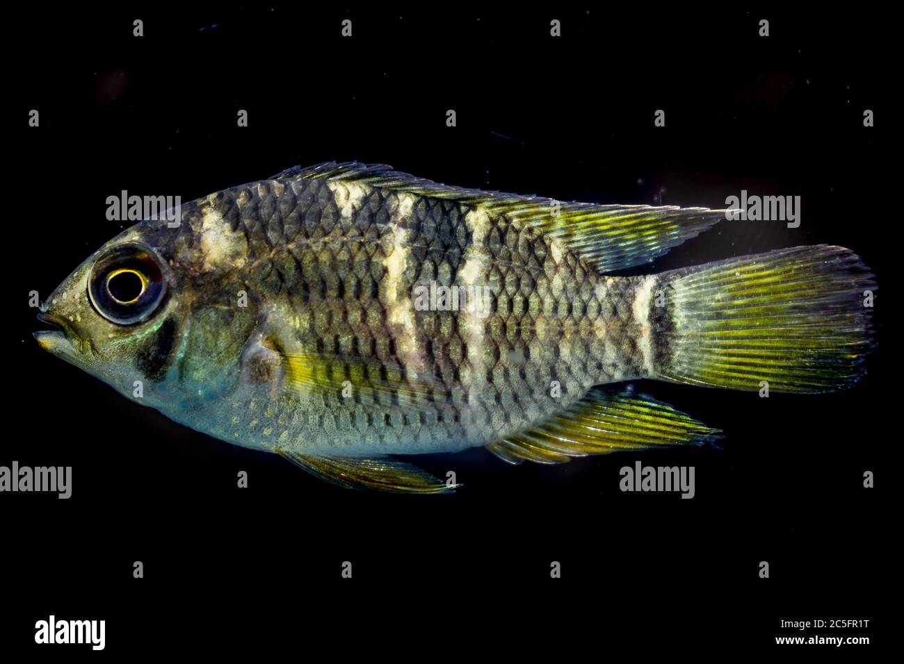 Ein Cichlid, der in einem Fluss im Ökoton zwischen amazonas-Dschungel und orinoco-Becken gefunden wurde. Vichada - Kolumbien. Stockfoto