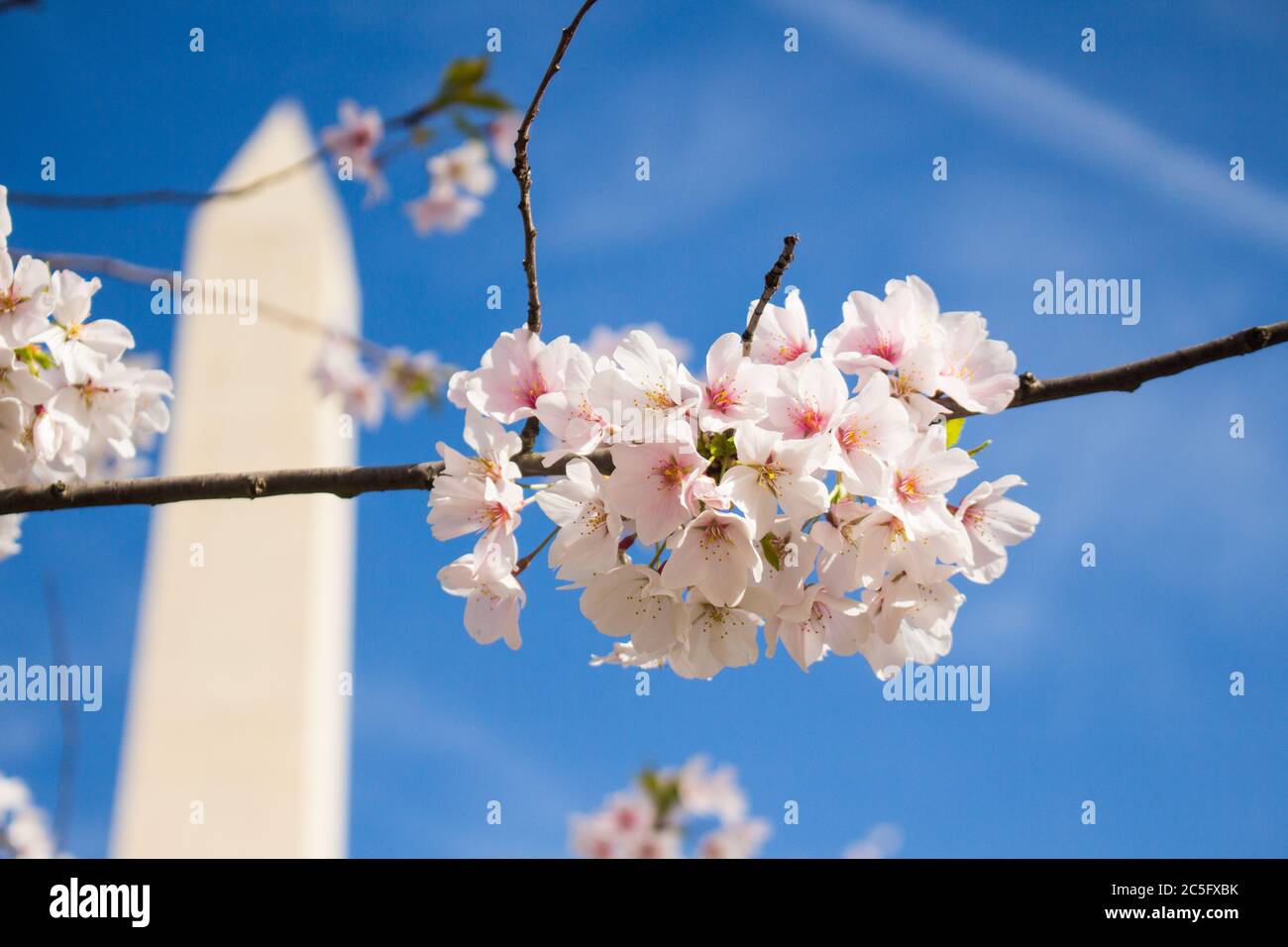 Weiße Kirschblüten / Sakura / Prunus serrulata mit dem Washington Monument im linken Hintergrund vor blauem Himmel, Washington, D.C., USA Stockfoto