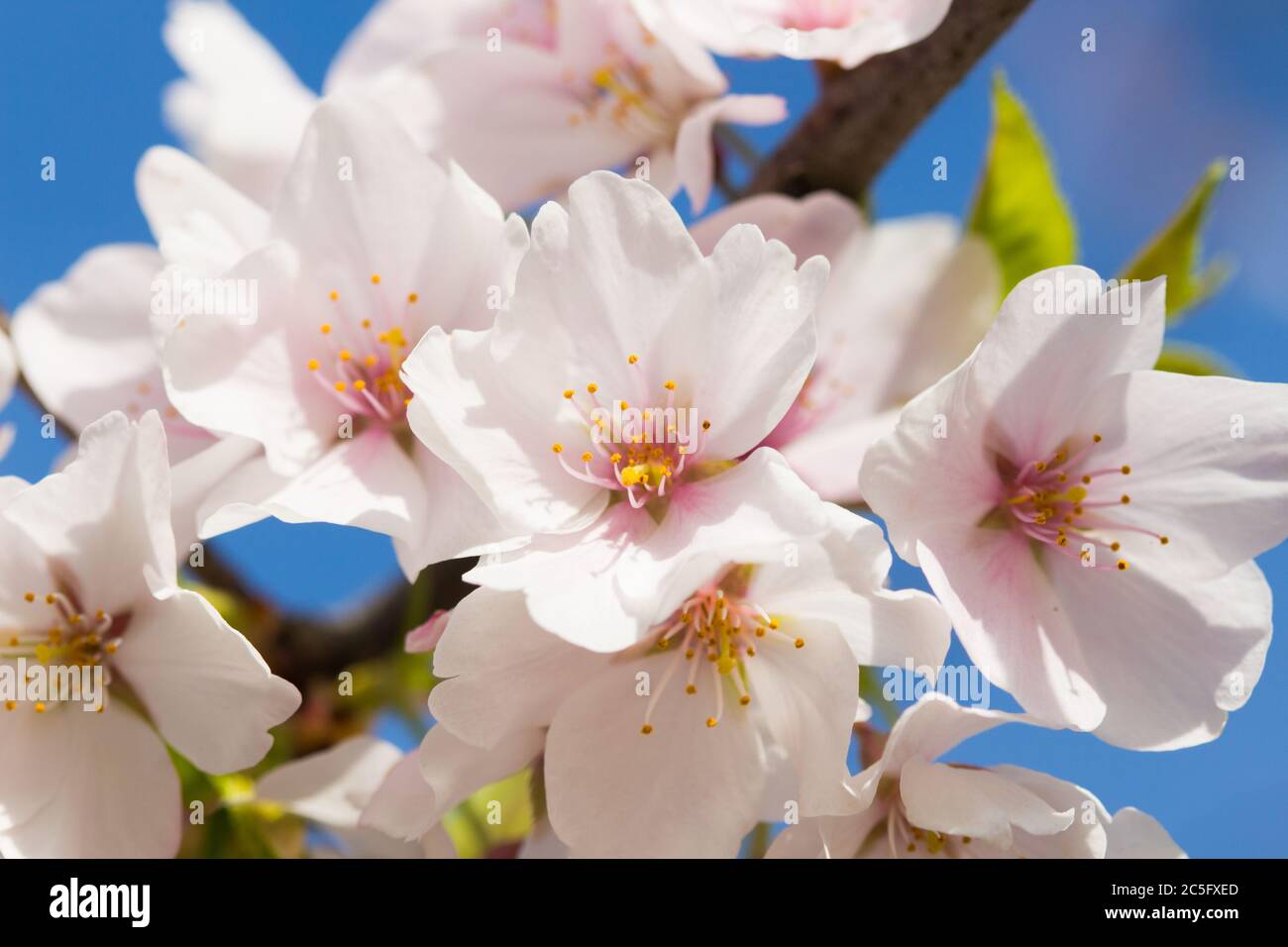 Makro / Nahaufnahme der weißen Kirschblüten / Japanische Sakura / Prunus serrulata vor blauem Himmel, Washington, D.C., USA Stockfoto