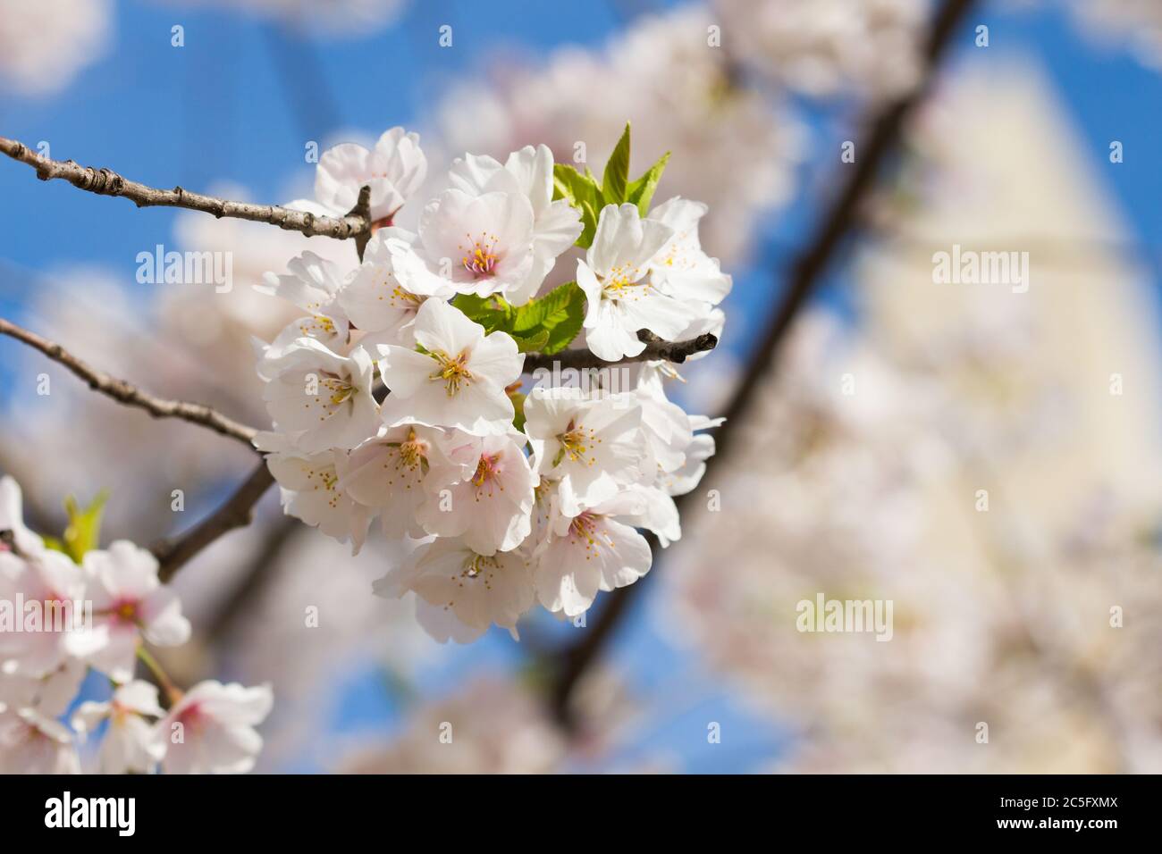 Cluster aus weißen Kirschblüten / Japanische Sakura / Prunus serrulata mit Kopiefläche rechts, Washington, D.C., USA Stockfoto