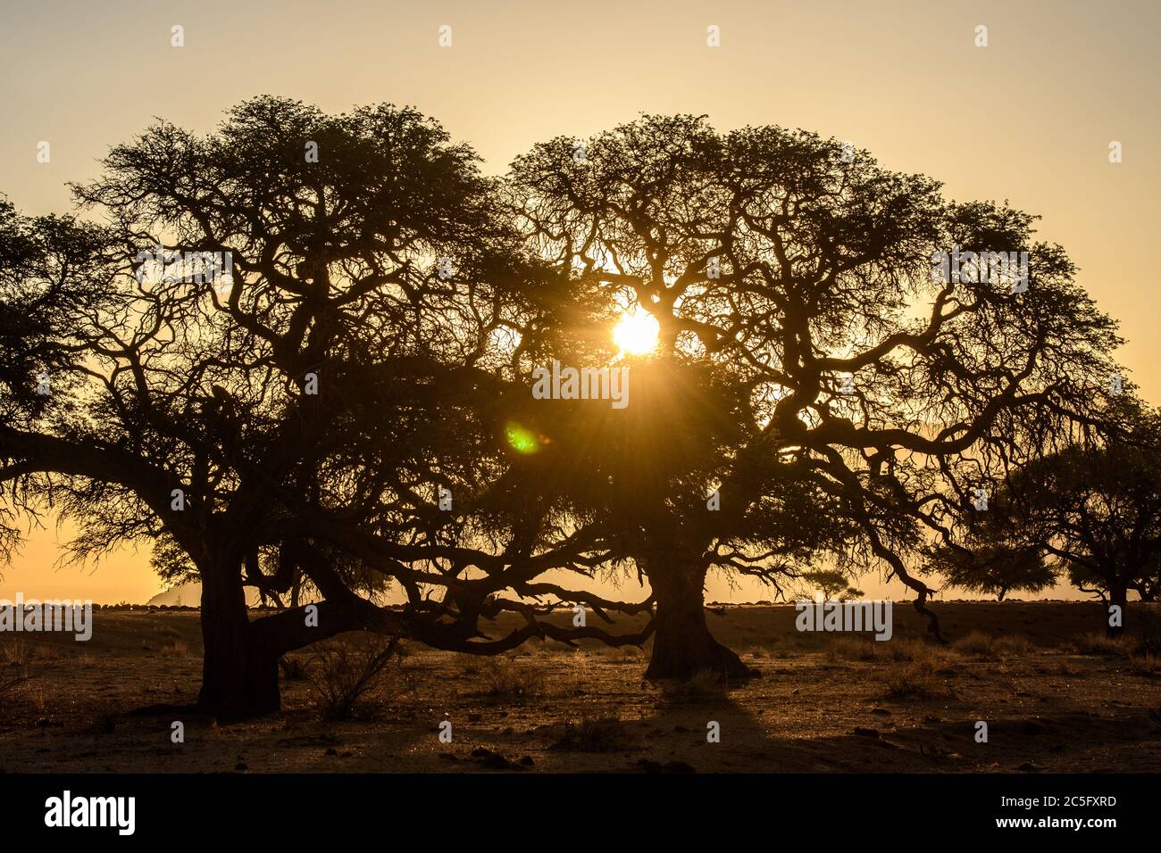 Sonne scheint durch Bäume im Nambtib Biosphärenreservat, Namibia Stockfoto