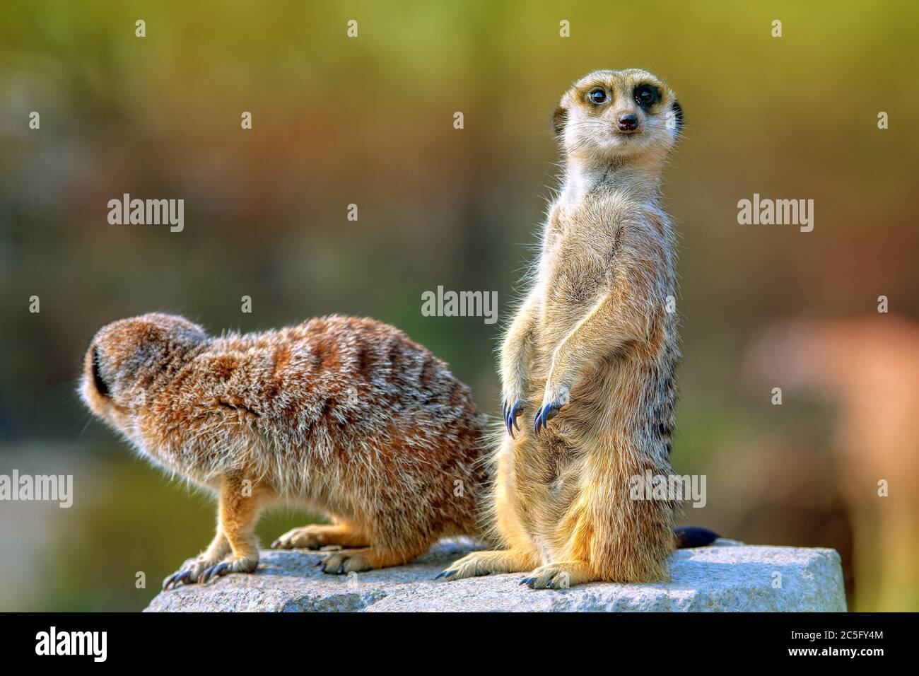 Neugierige Erdmännchen schaut in die Ferne. Zwei süße Suricata Stockfoto Neugierige Erdmännchen schaut in die Ferne. Zwei süße Suricata Stockfoto