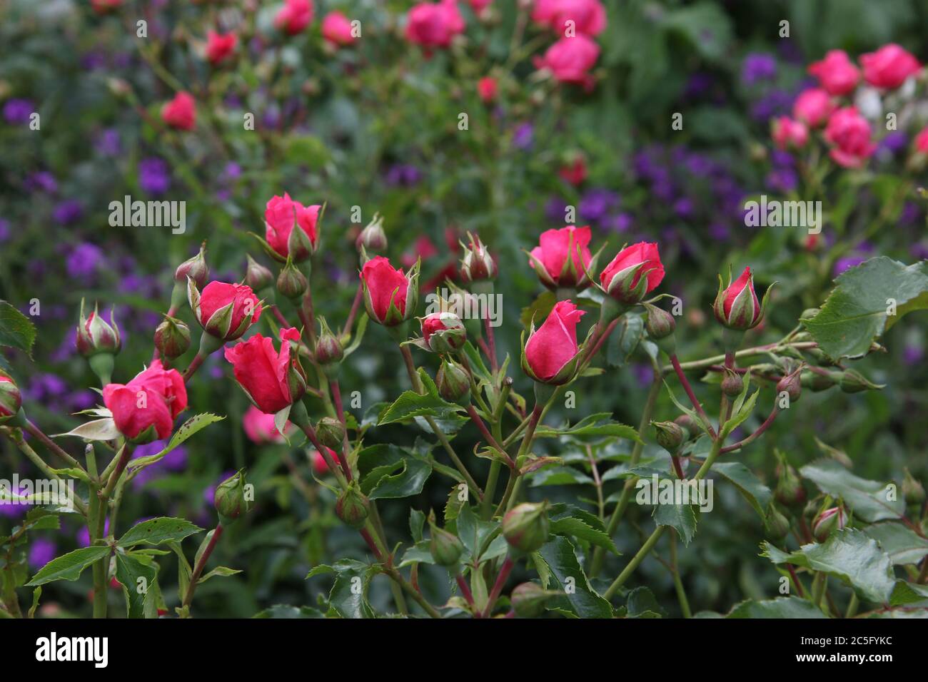 Rosa Rosen, rosa Rosenknospen auf einer Wiese. Stockfoto