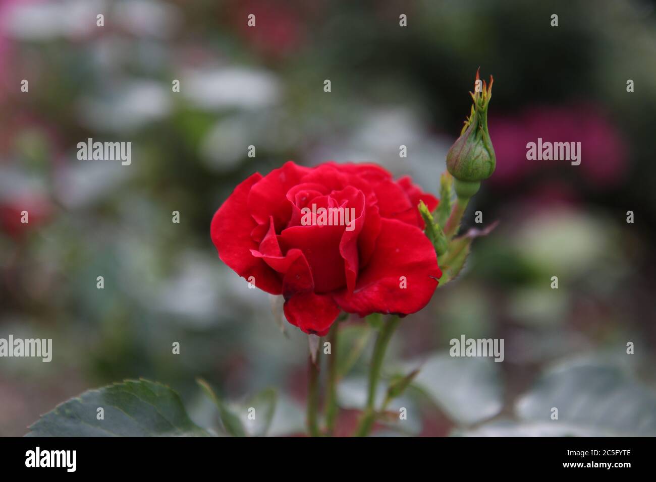 Leuchtend rote Rosenblütenkopf, umgeben von leicht verwischten roten Rosenknospen. Das ewige Symbol der Liebe. Sprache für Stichwörter: Englisch Stockfoto