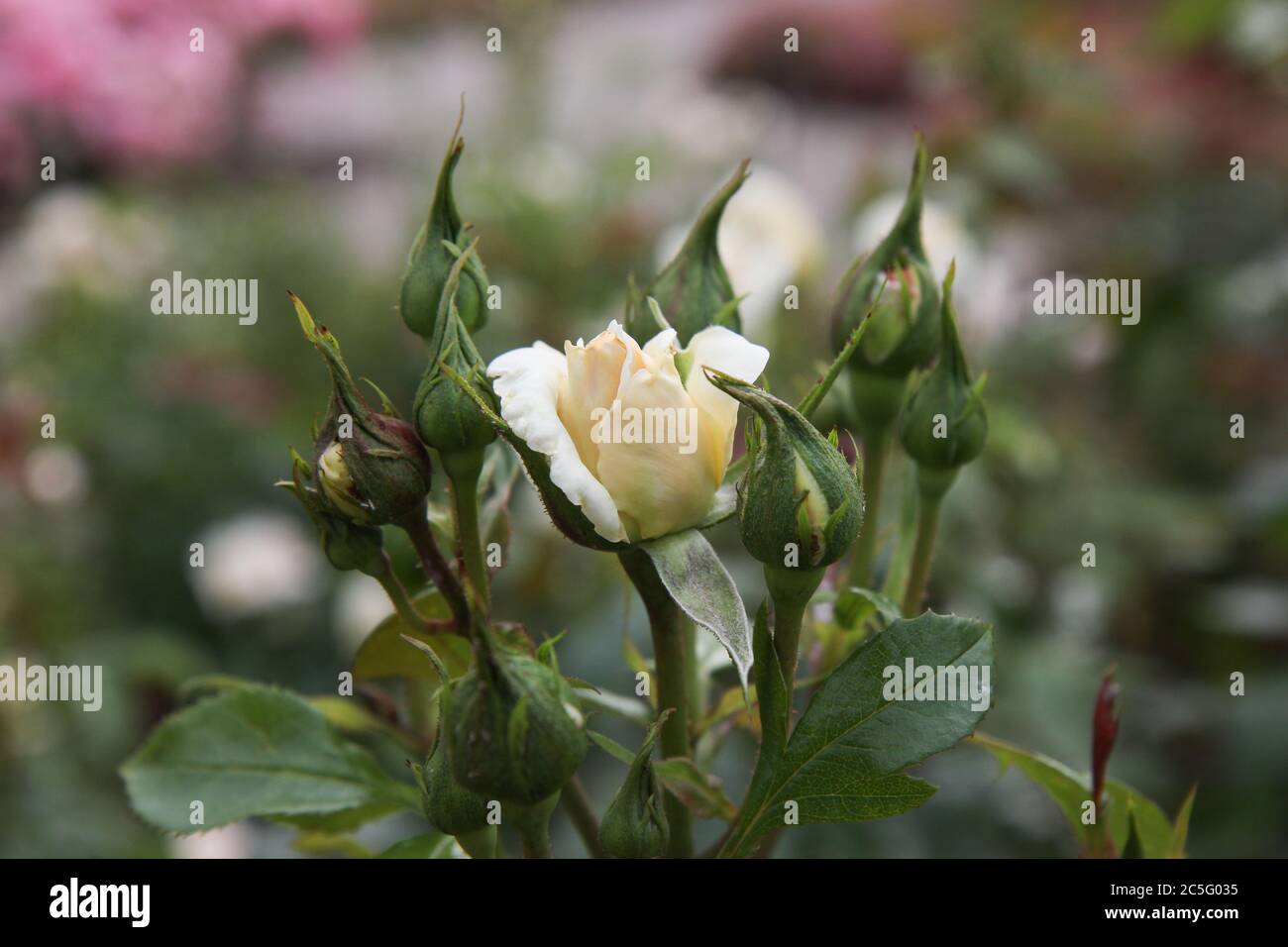 Blühende weiße Rose zwischen geschlossenen Rosenknospen. Symbol für Reinheit. Stockfoto