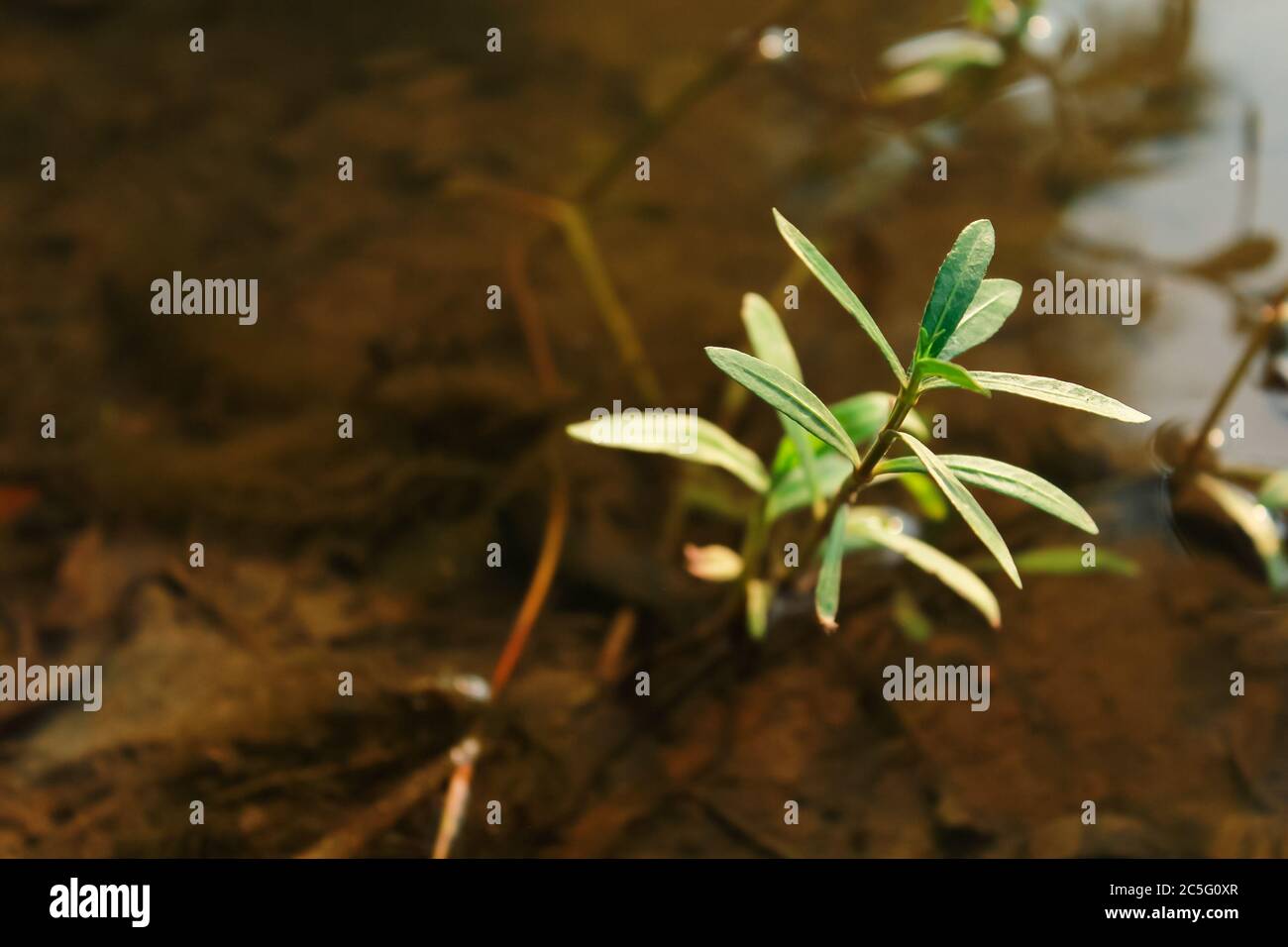 Ein kleiner Baum, der in Wasser wächst Stockfoto