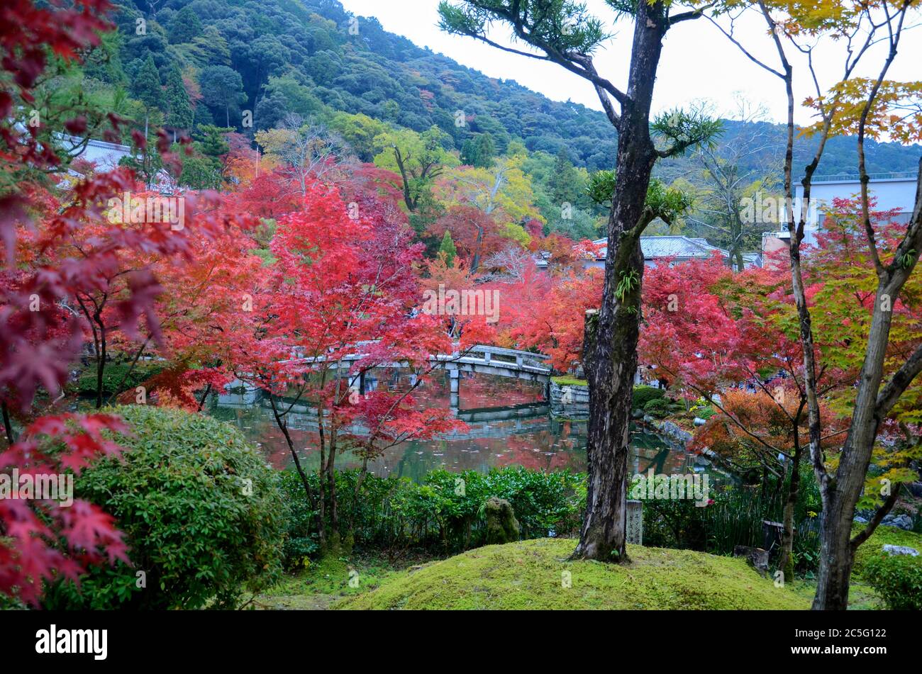 Bunte Herbstfarben Blätter in Eikando Zenrinji Gärten in Kyoto, Japan. Der Jodo-Buddhismus-Tempel stammt aus dem Jahr 853. Stockfoto