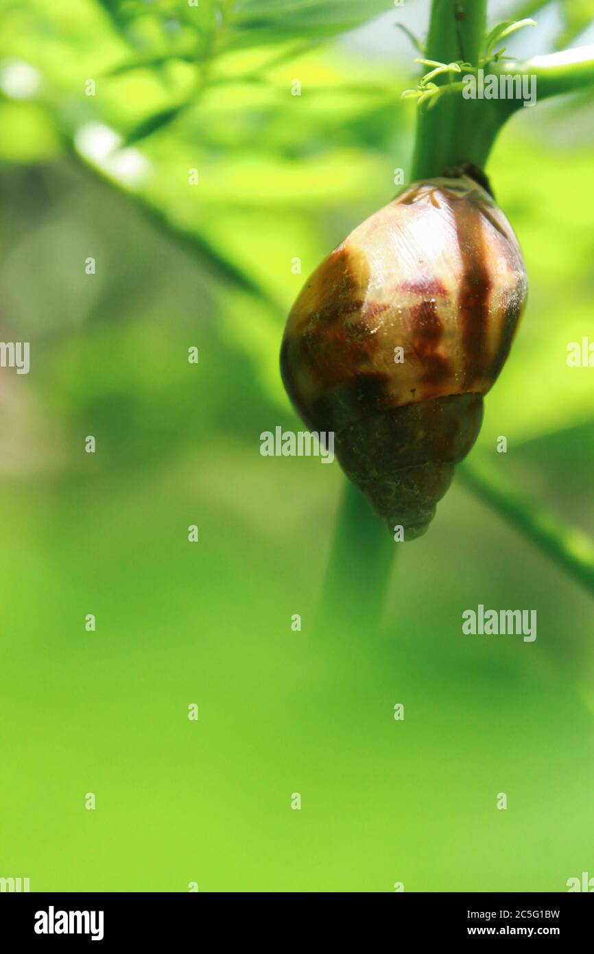 Eine schöne Schnecke Stockfoto
