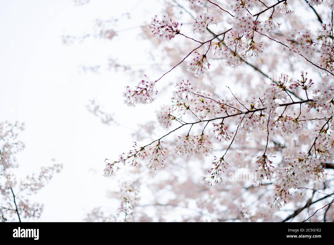 Frühlingsblumen Konzept, schöne Naturszene mit blühenden Baum 055 Stockfoto