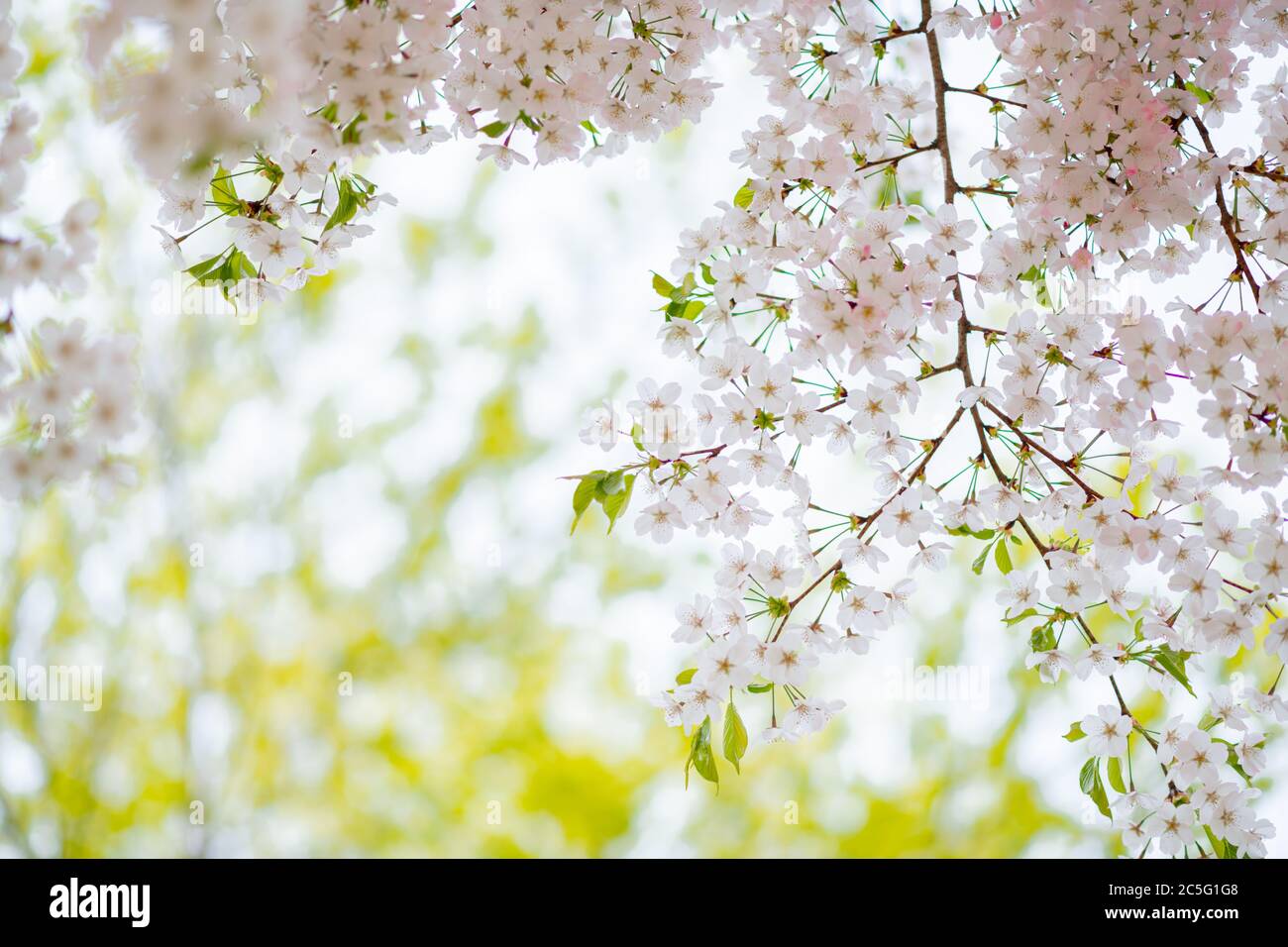 Frühlingsblumen Konzept, schöne Naturszene mit blühenden Baum 029 Stockfoto