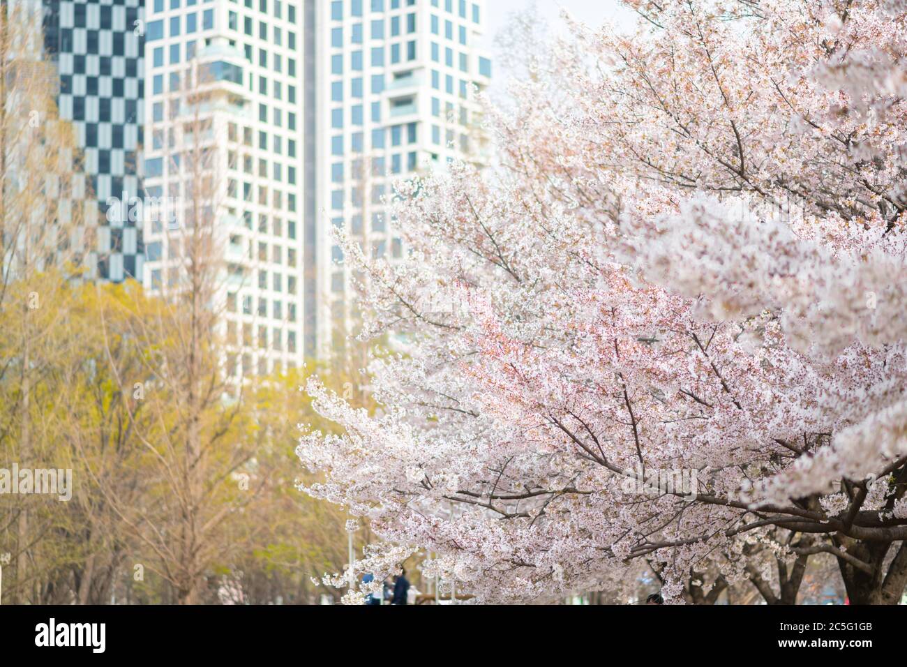 Frühlingsblumen Konzept, schöne Naturszene mit blühenden Baum 028 Stockfoto