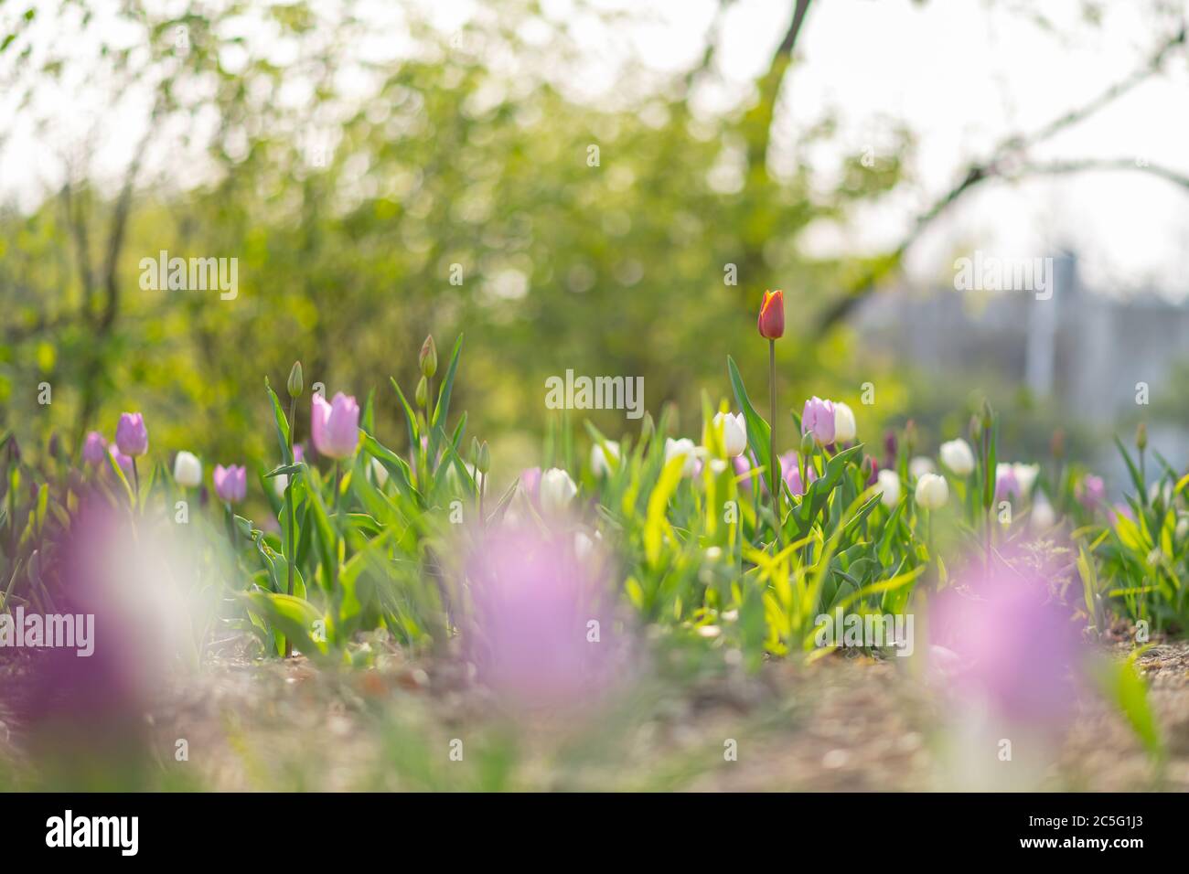 Frühlingsblumen Konzept, schöne Naturszene mit blühenden Baum 004 Stockfoto