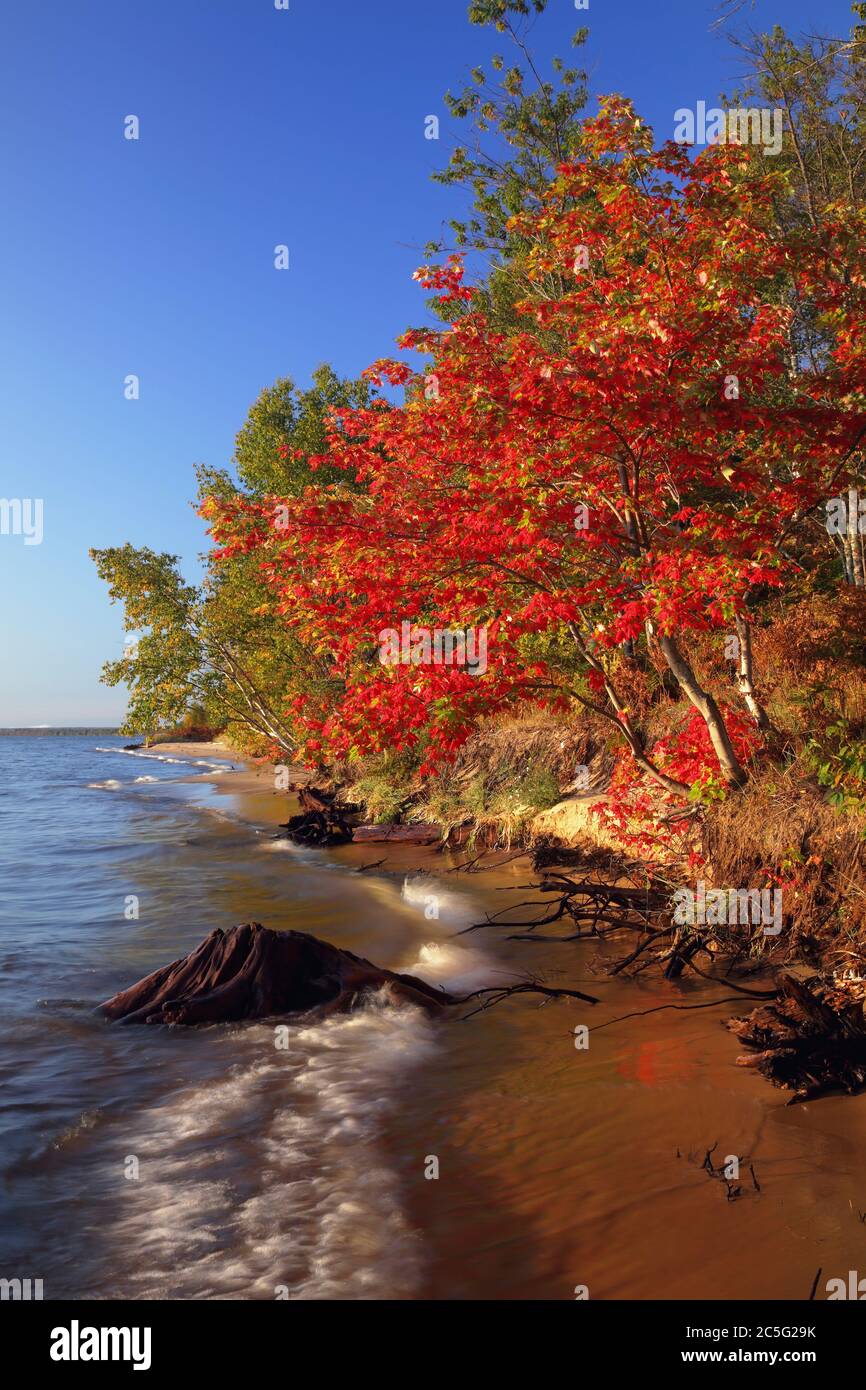Chippewa County MI / OCT First Light wärmt Scarlet Maple an der sandigen Küste der Whitefish Bay am Lake Superior. Stockfoto