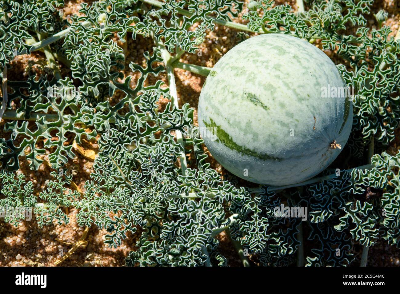 Citrullus Ecirrhosus Stockfotos und bilder Kaufen Alamy