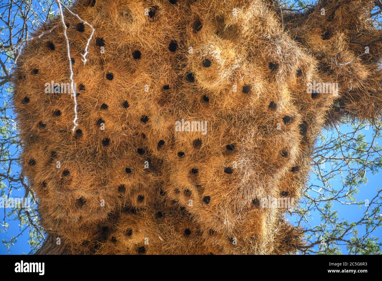 Weaver Nest in der Kalahari Wüste, Namibia Stockfoto