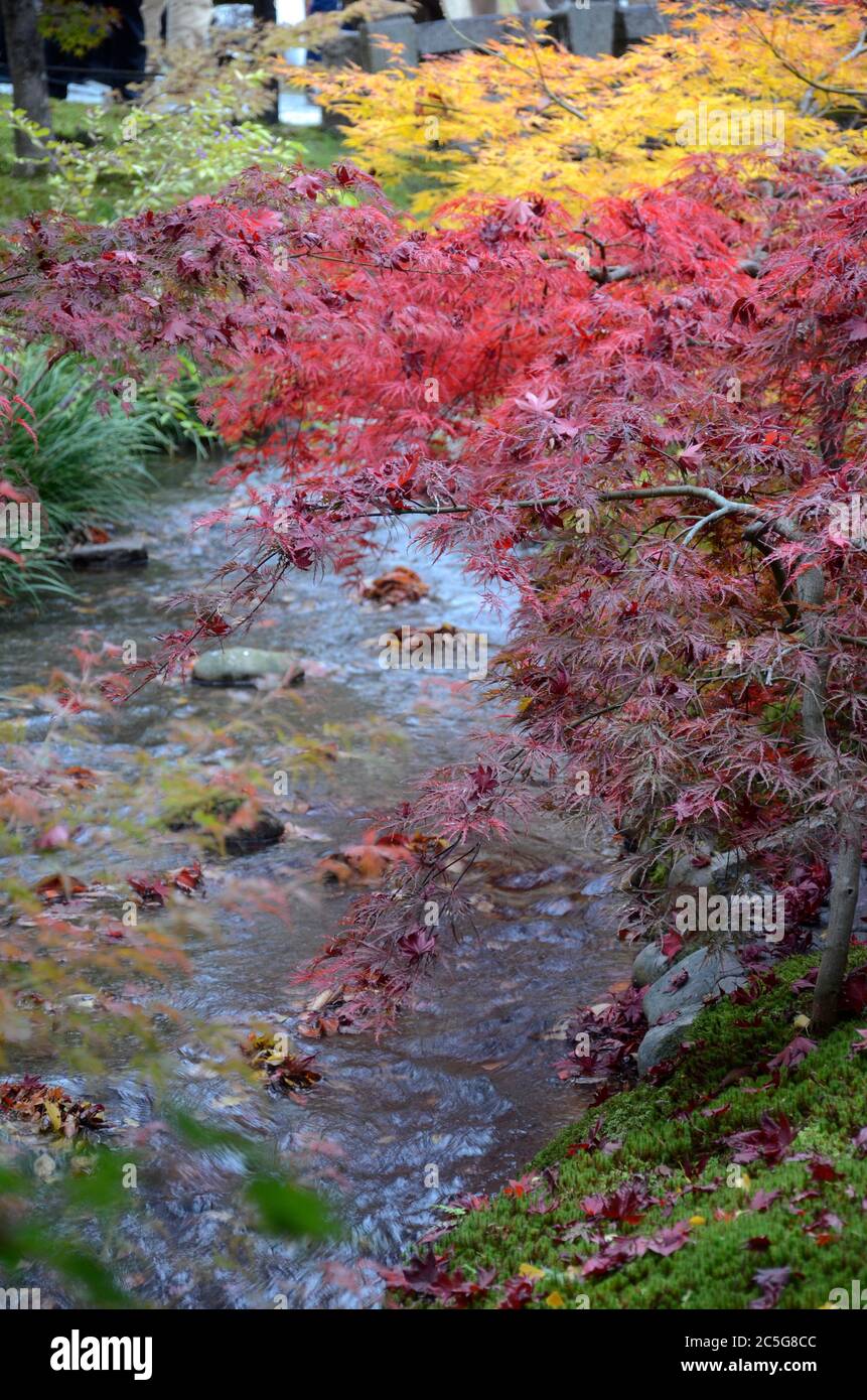 Bunte Herbstfarben Blätter in Eikando Zenrinji Gärten in Kyoto, Japan. Der Jodo-Buddhismus-Tempel stammt aus dem Jahr 853. Stockfoto
