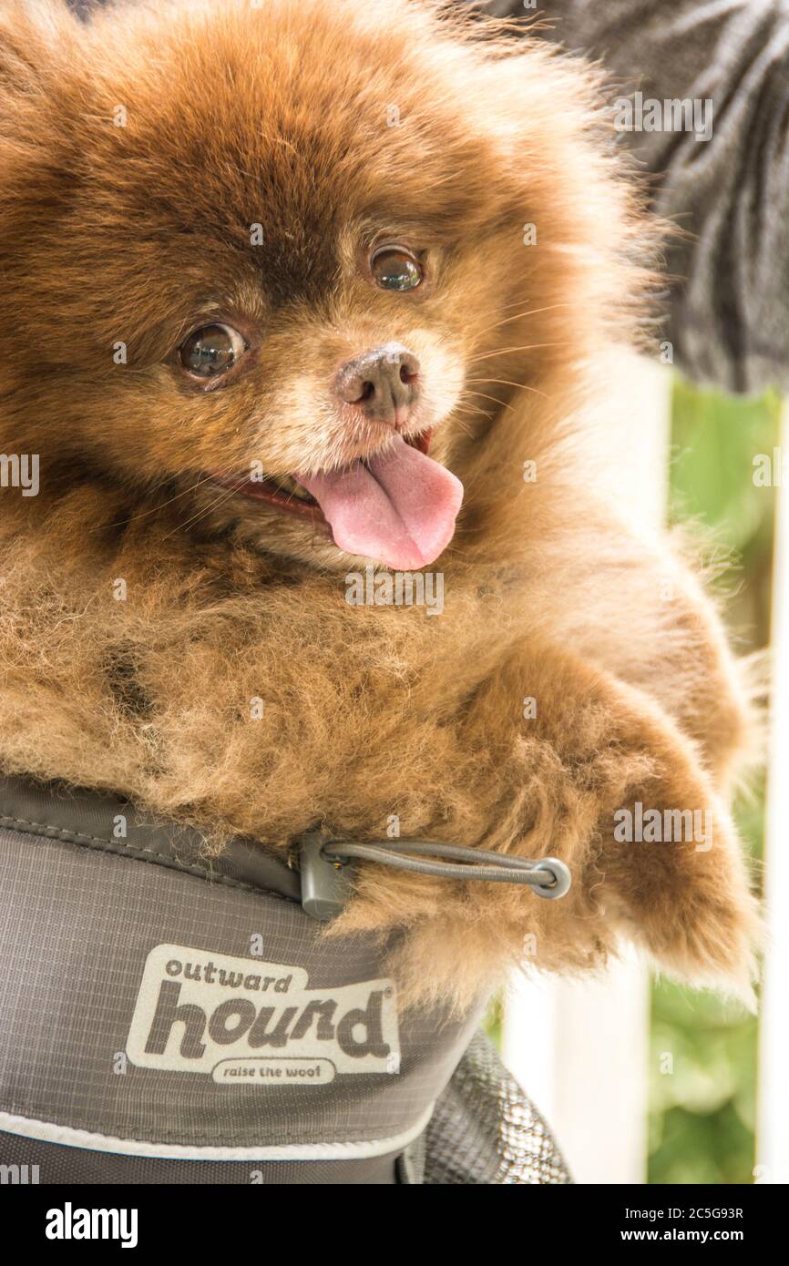 Ein Tierporträt eines pommerschen Hundes. Eine beliebte Hunderasse in den Vereinigten Staaten. Stockfoto