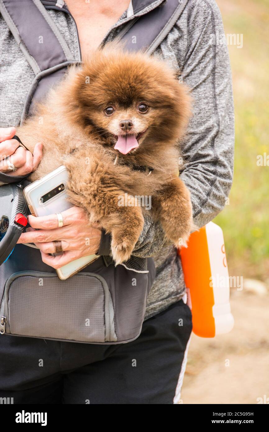 Ein Tierporträt eines pommerschen Hundes. Eine beliebte Hunderasse in den Vereinigten Staaten. Stockfoto